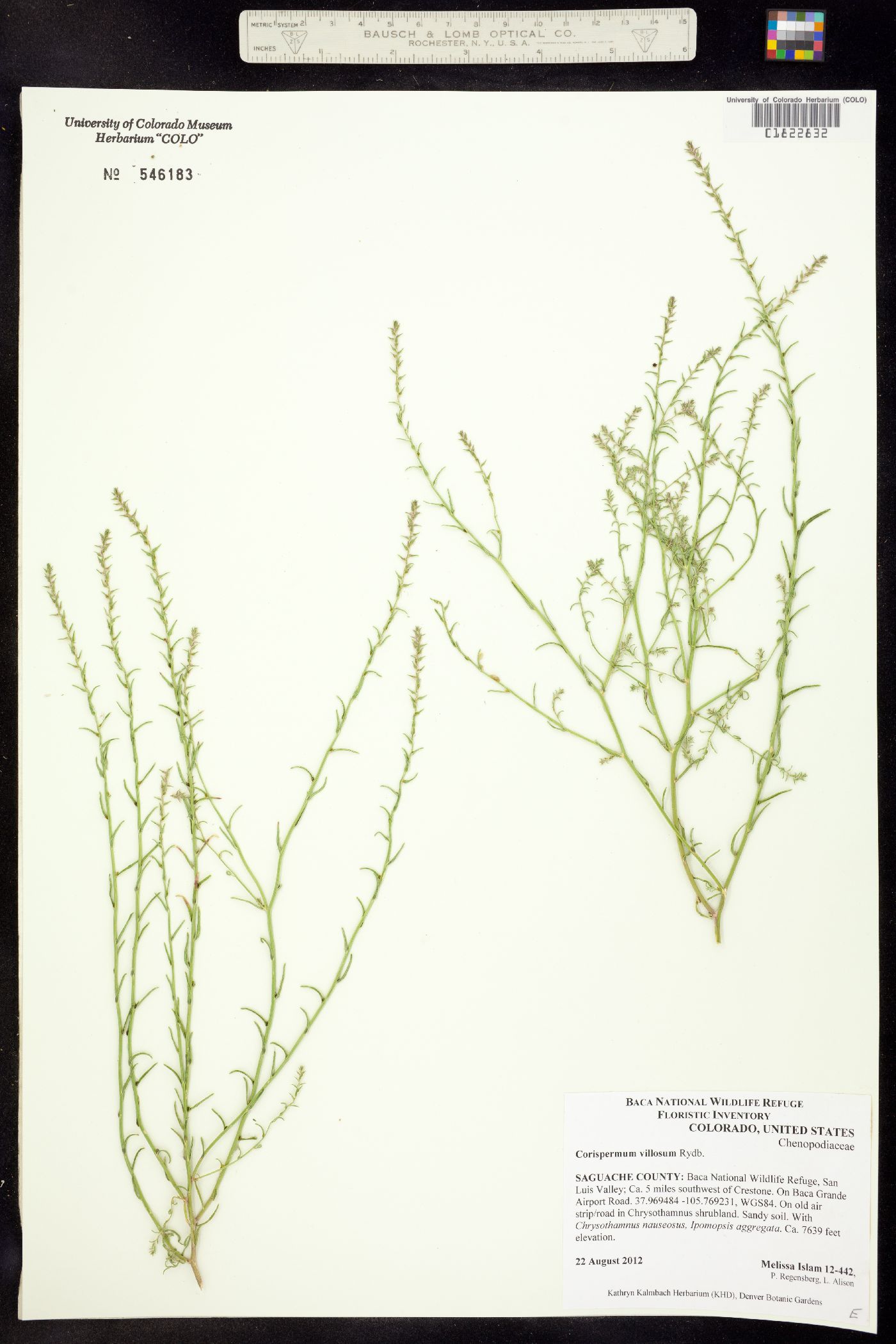 Corispermum villosum image