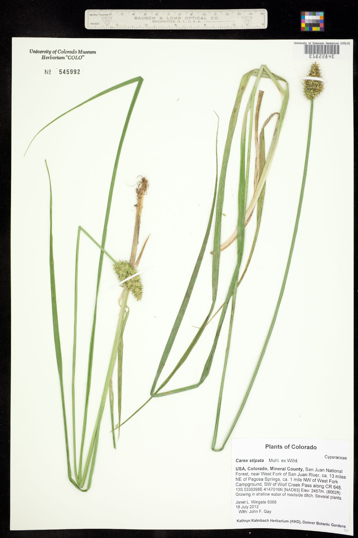 Carex stipata image