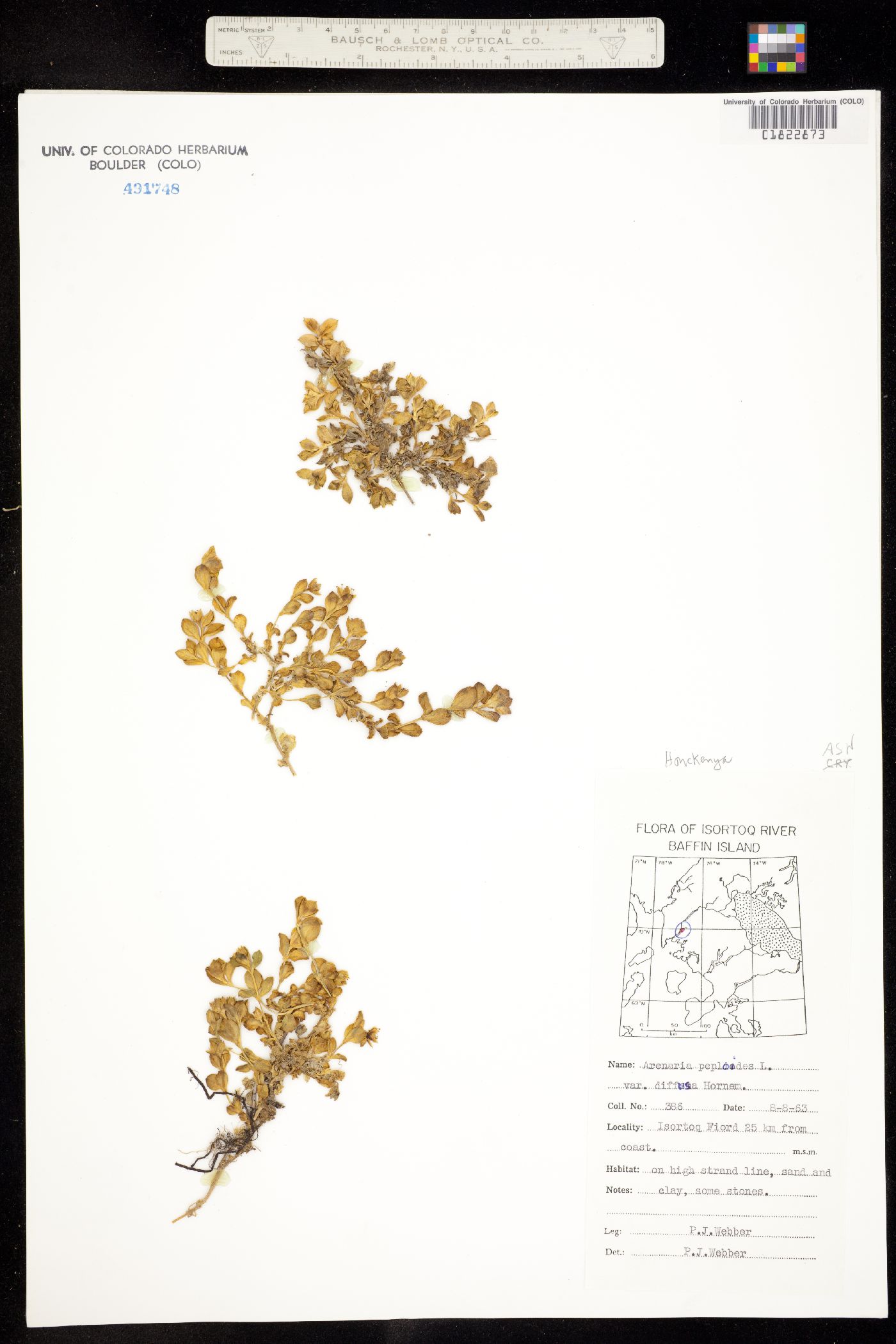 Honckenya peploides ssp. diffusa image