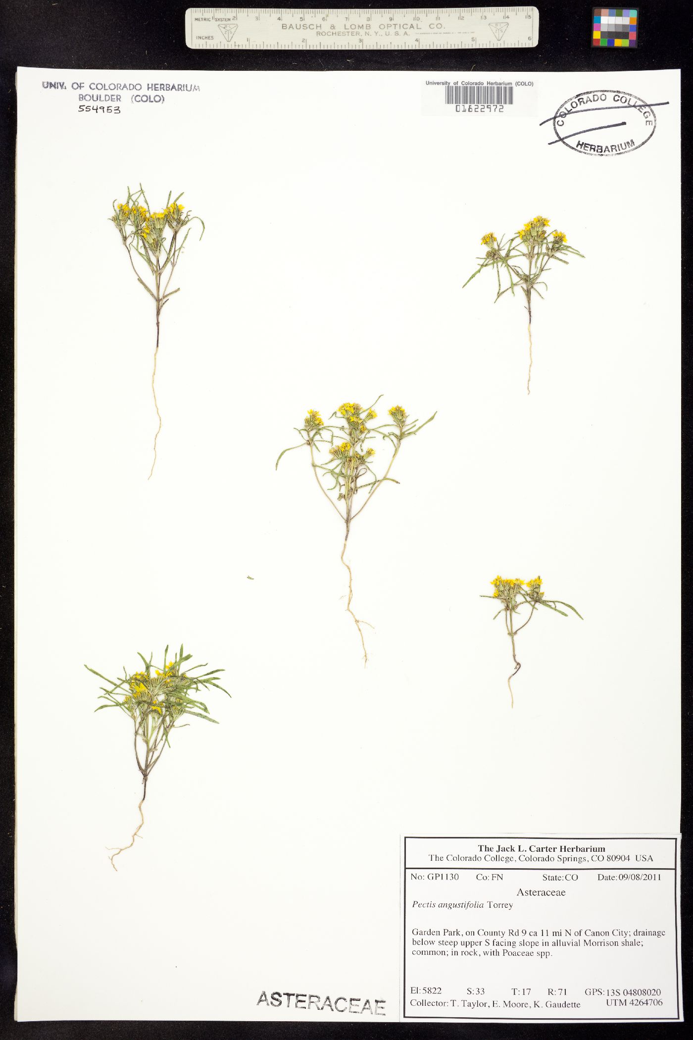 Pectis angustifolia image