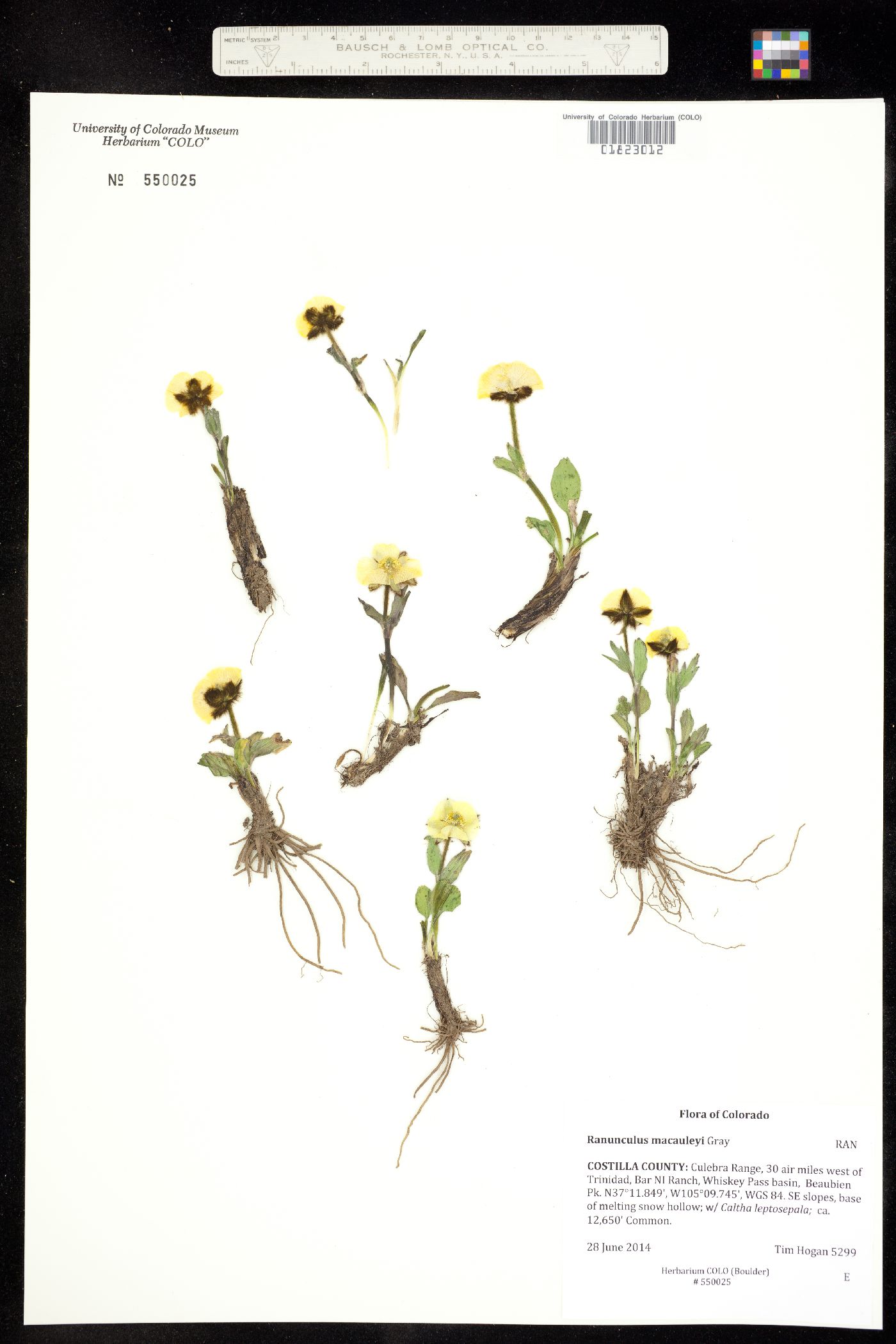 Ranunculus macauleyi image