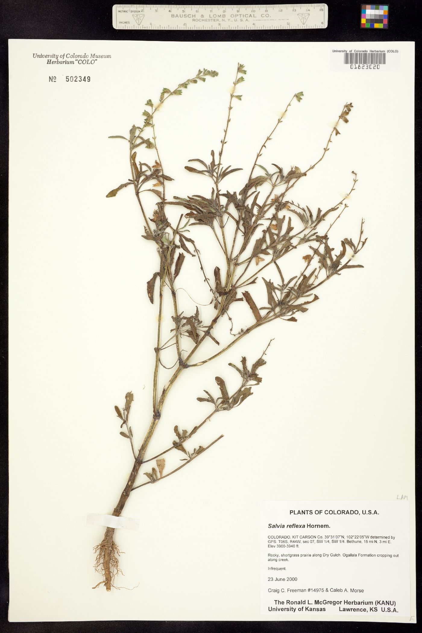 Salvia reflexa image