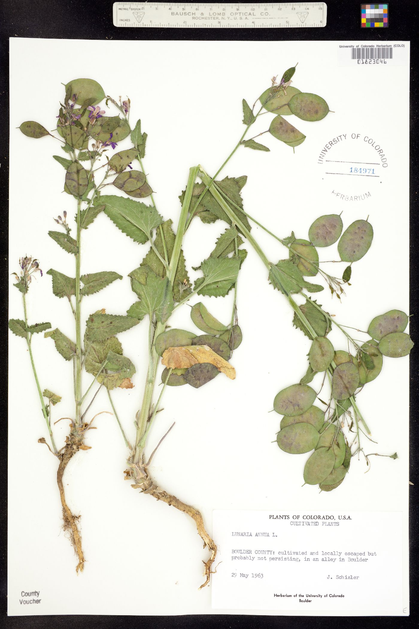 Lunaria annua image