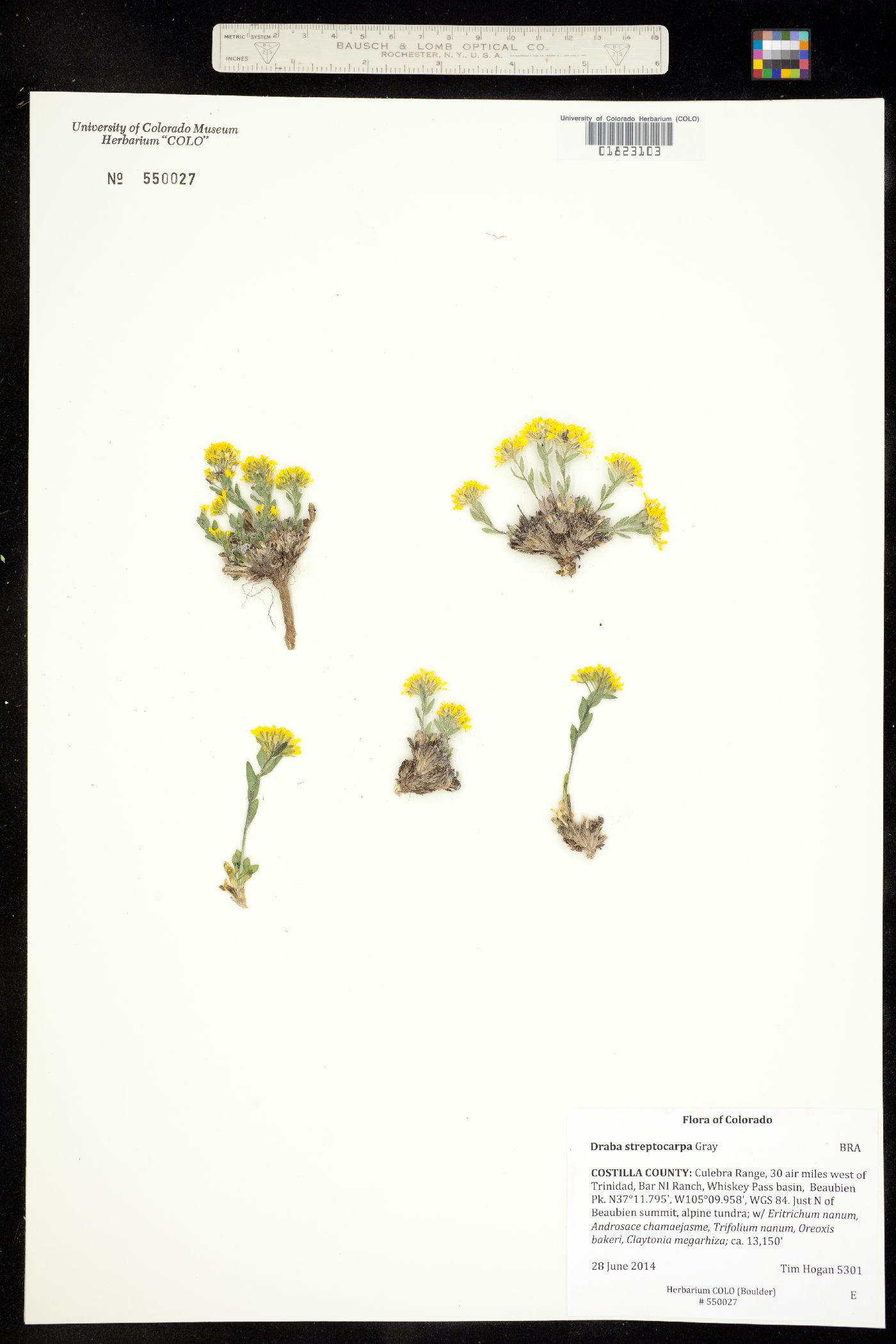 Draba streptocarpa image