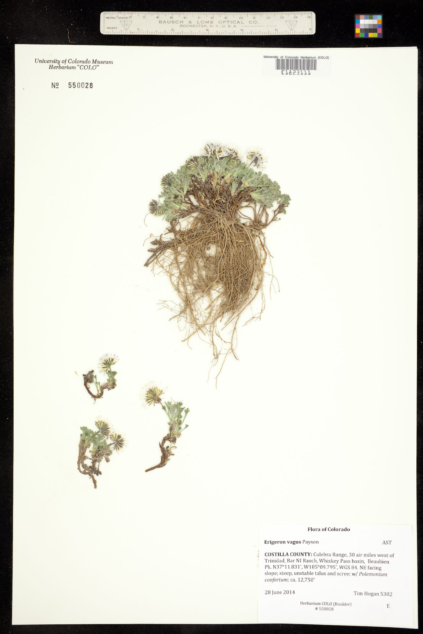 Erigeron vagus image