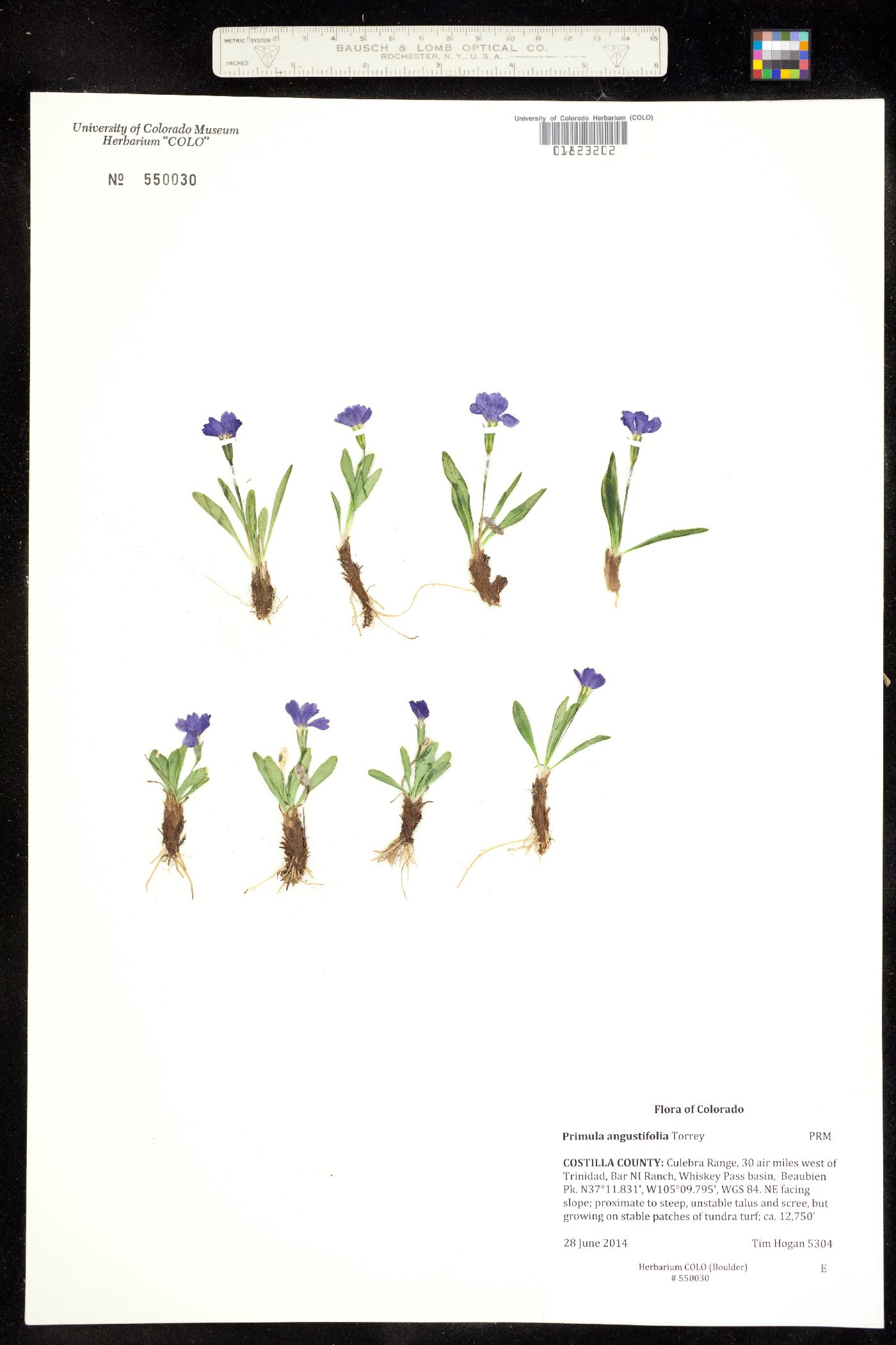 Primula angustifolia image