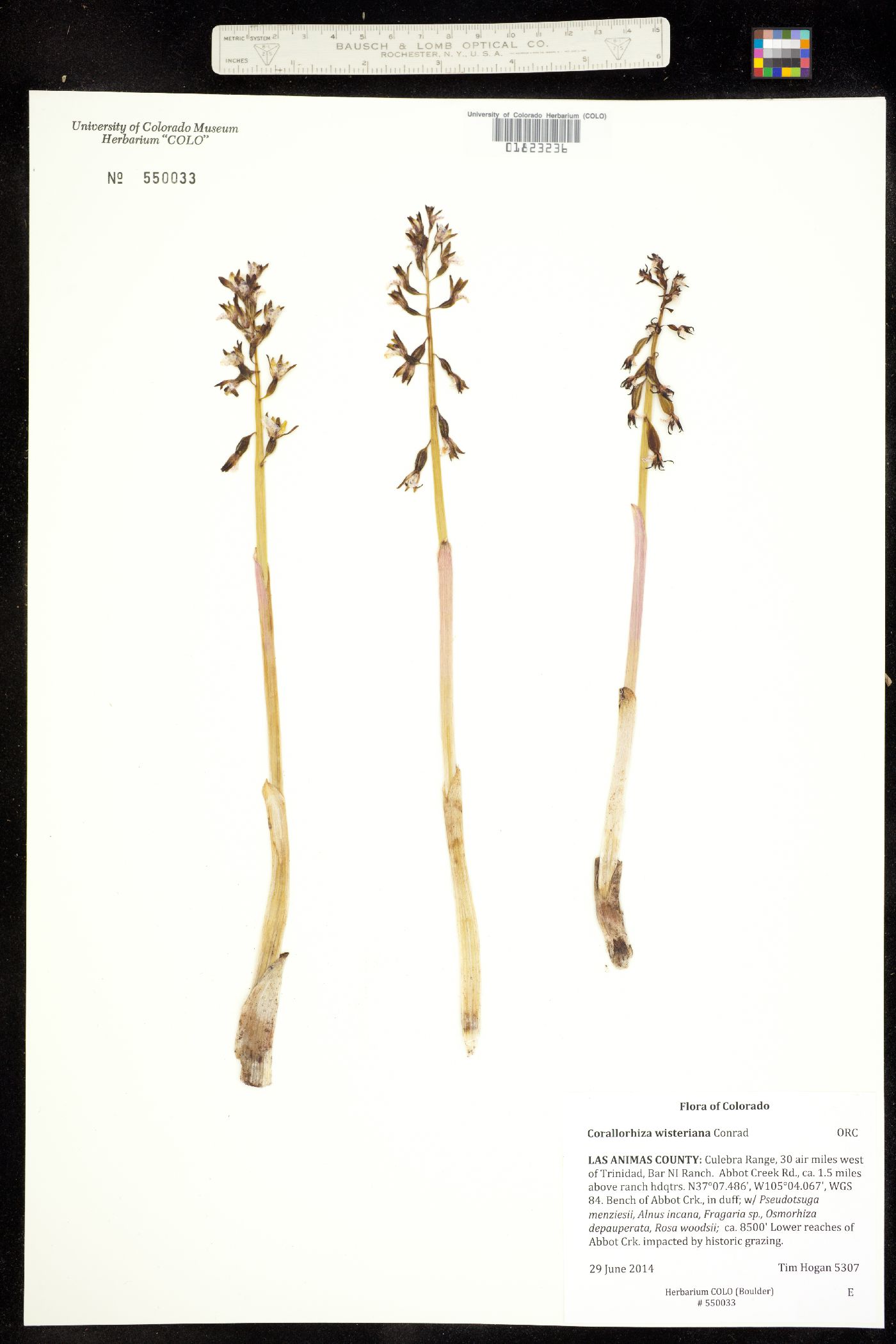 Corallorhiza wisteriana image