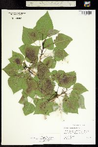 Image of Populus x canadensis