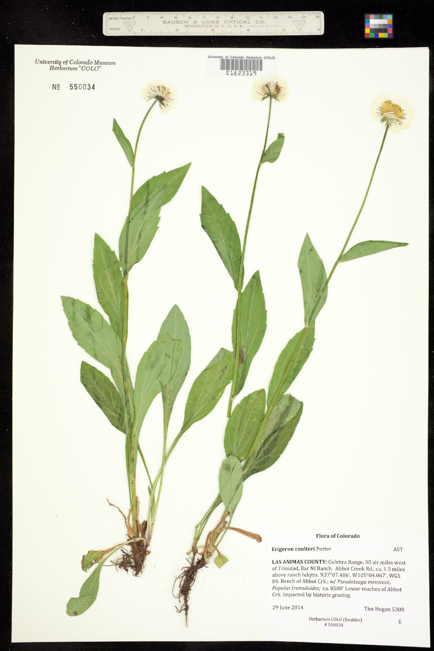 Erigeron coulteri image