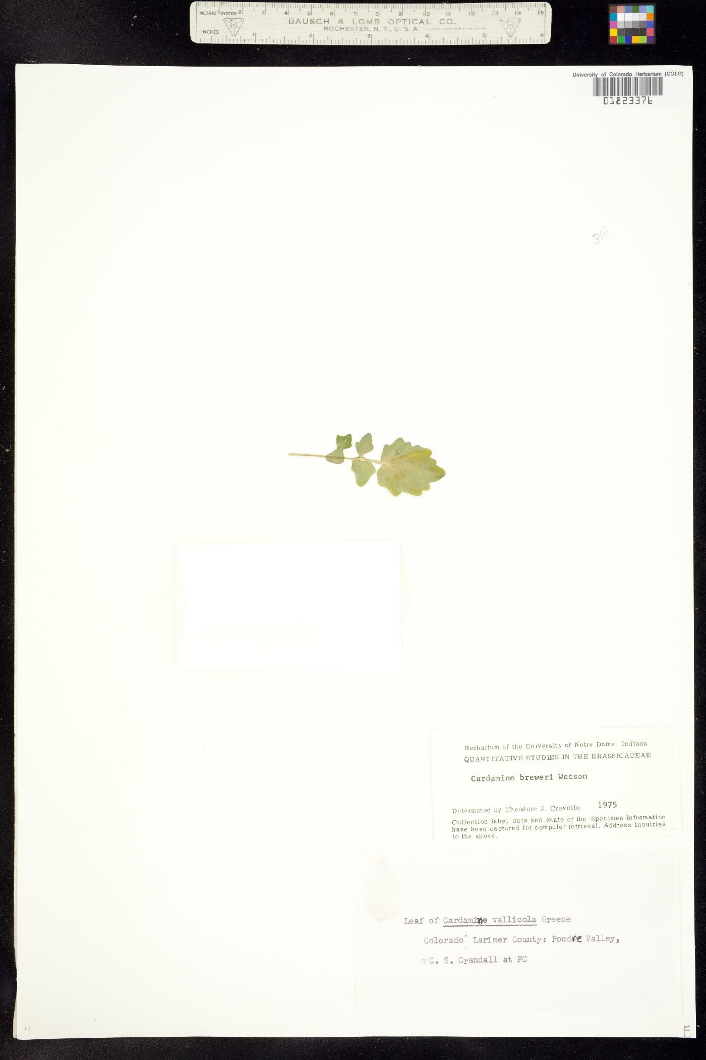 Cardamine image