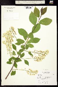 Image of Prunus dulcis
