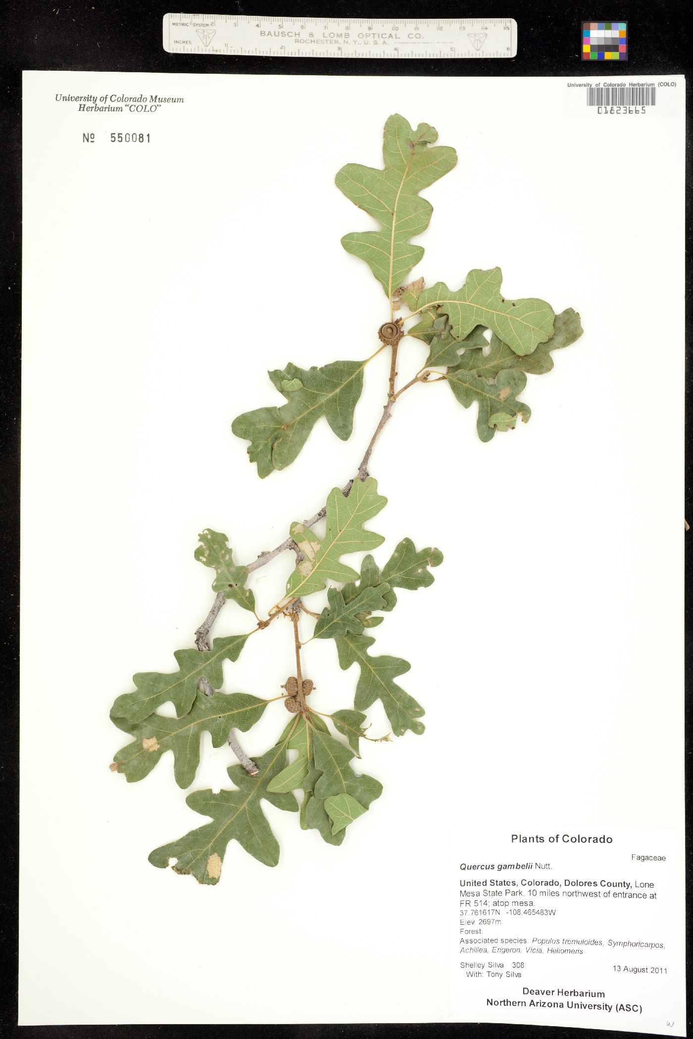 Quercus gambelii image