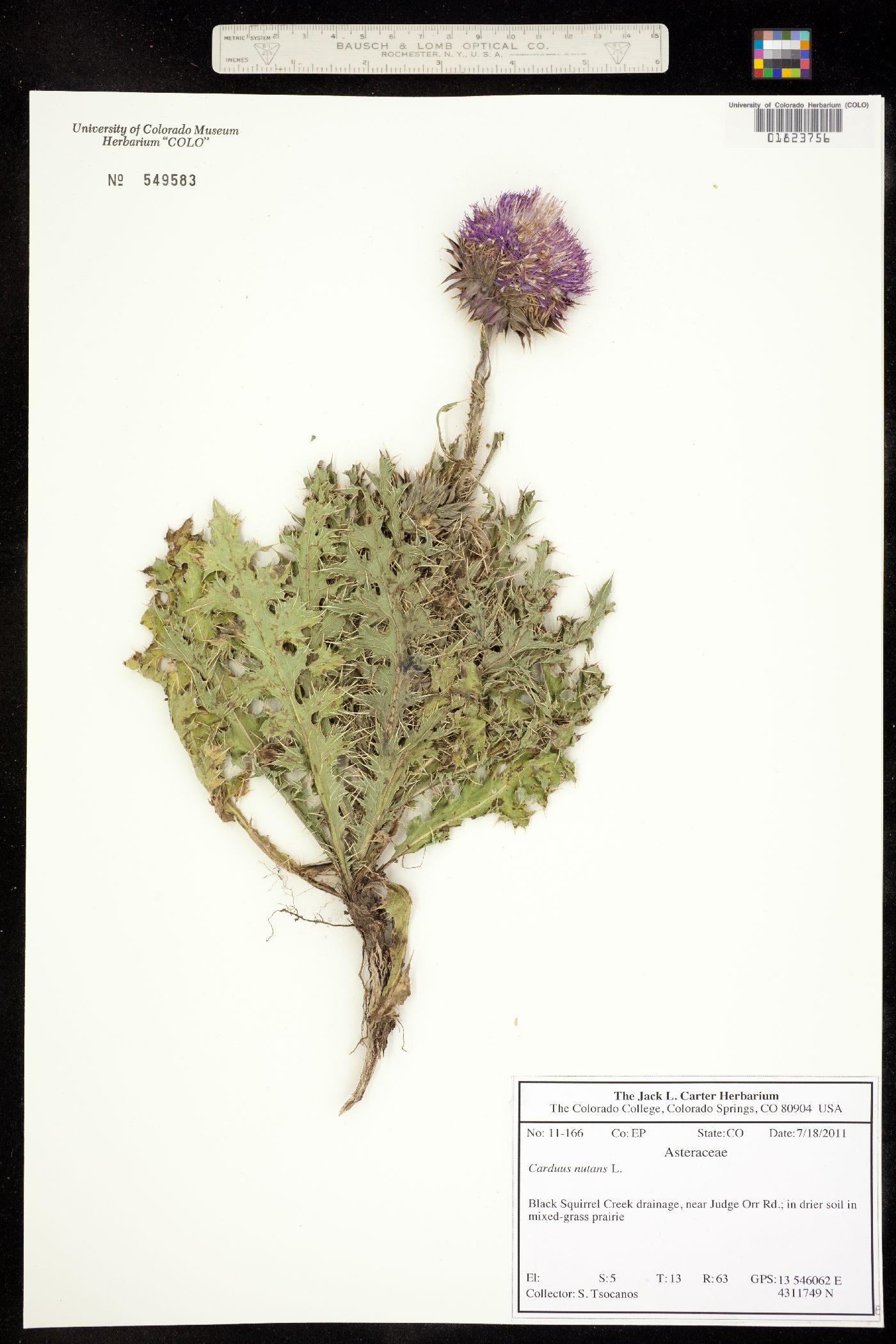 Carduus nutans image
