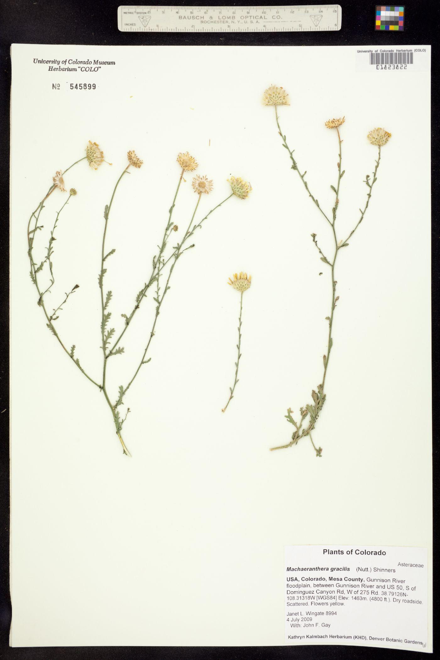 Machaeranthera gracilis image