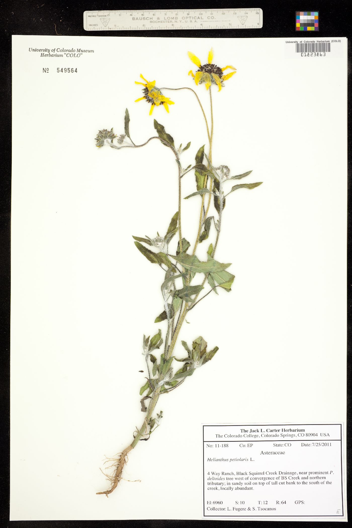 Helianthus petiolaris image