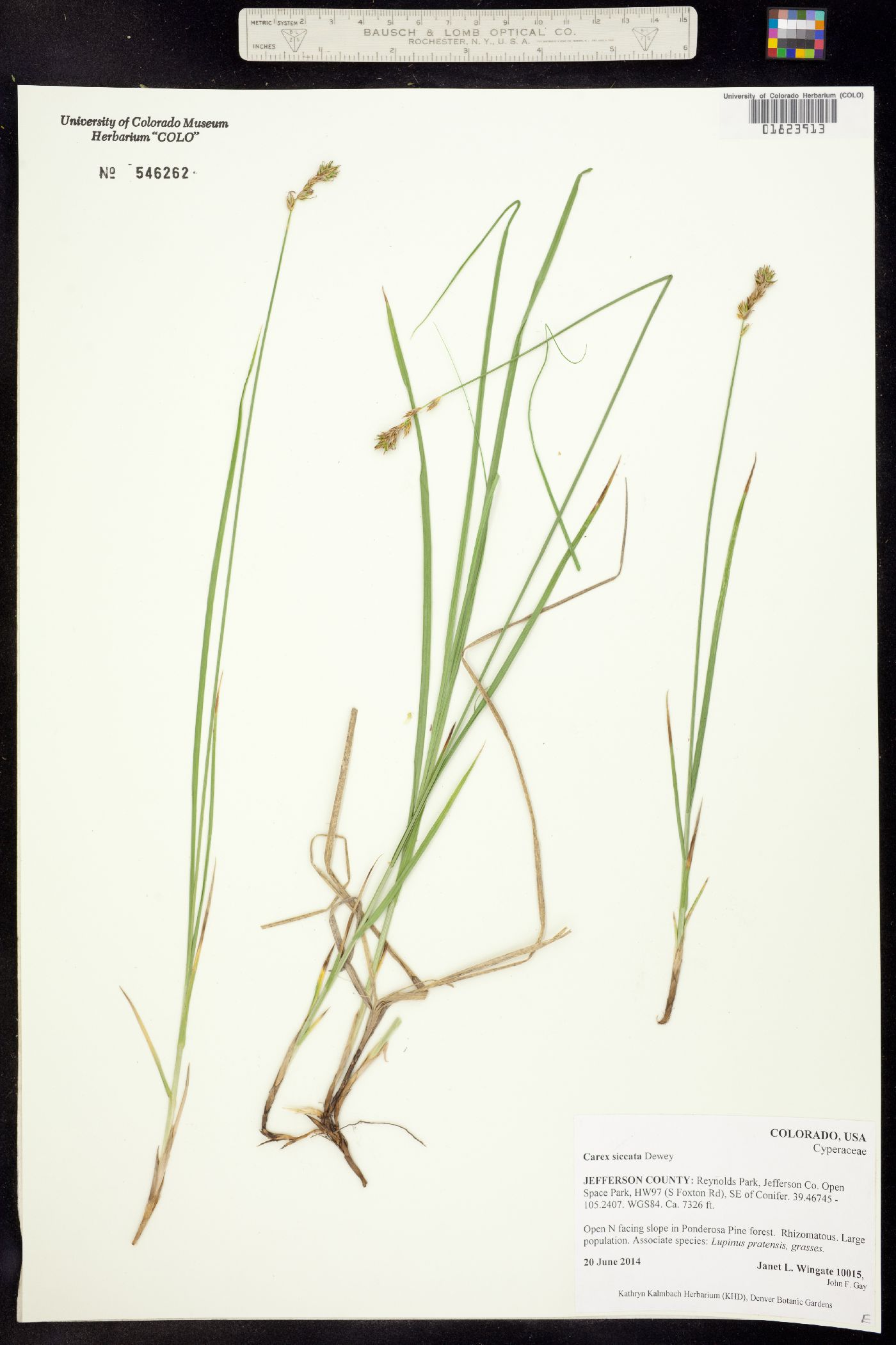 Carex siccata image