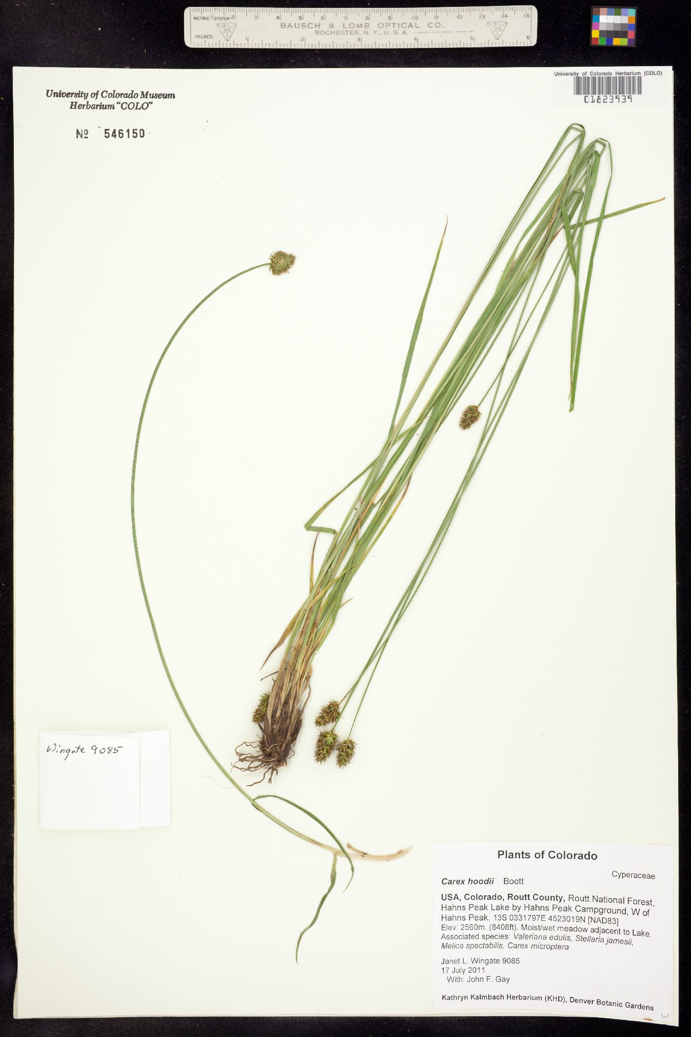 Carex hoodii image