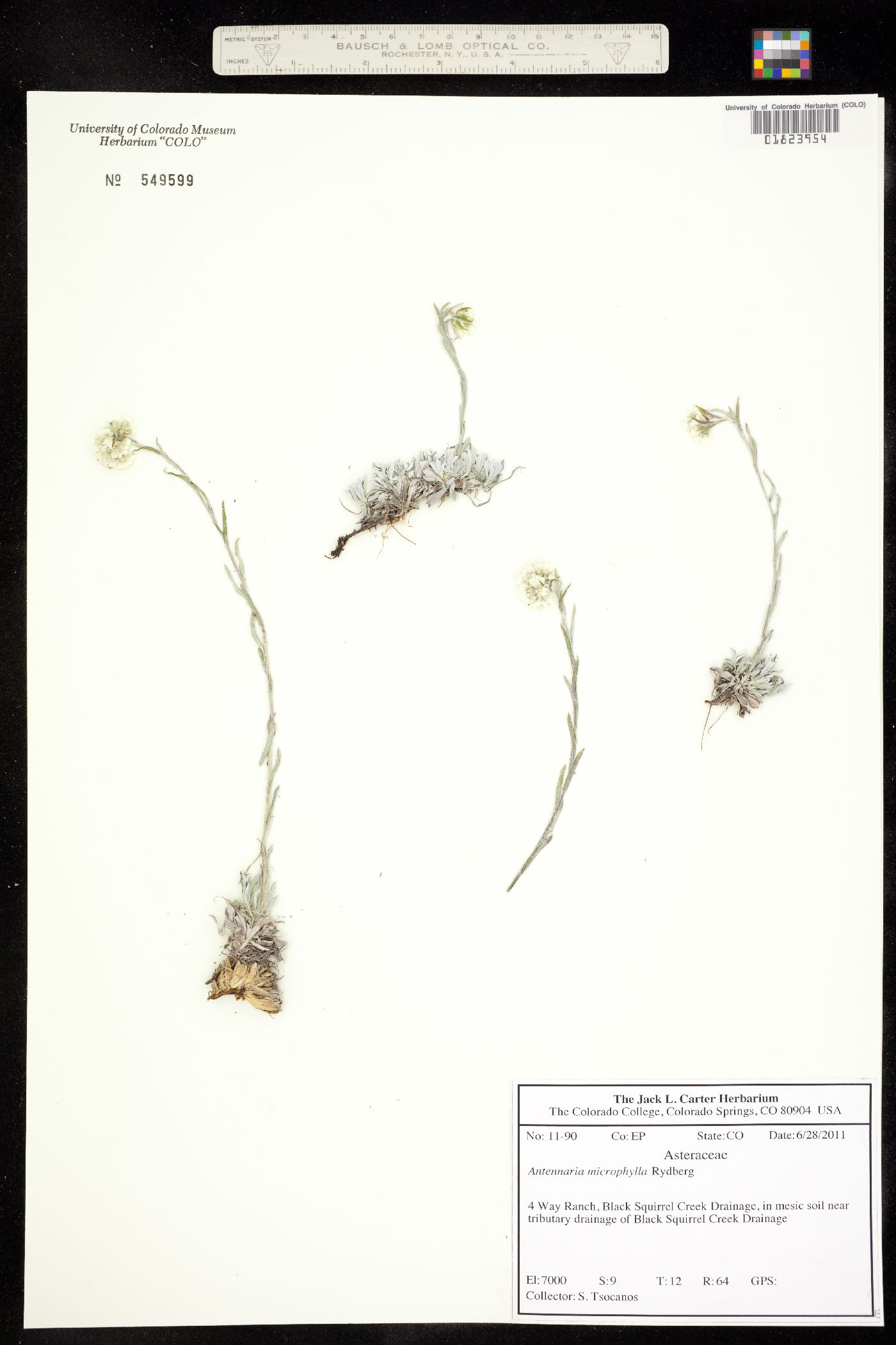 Antennaria microphylla image