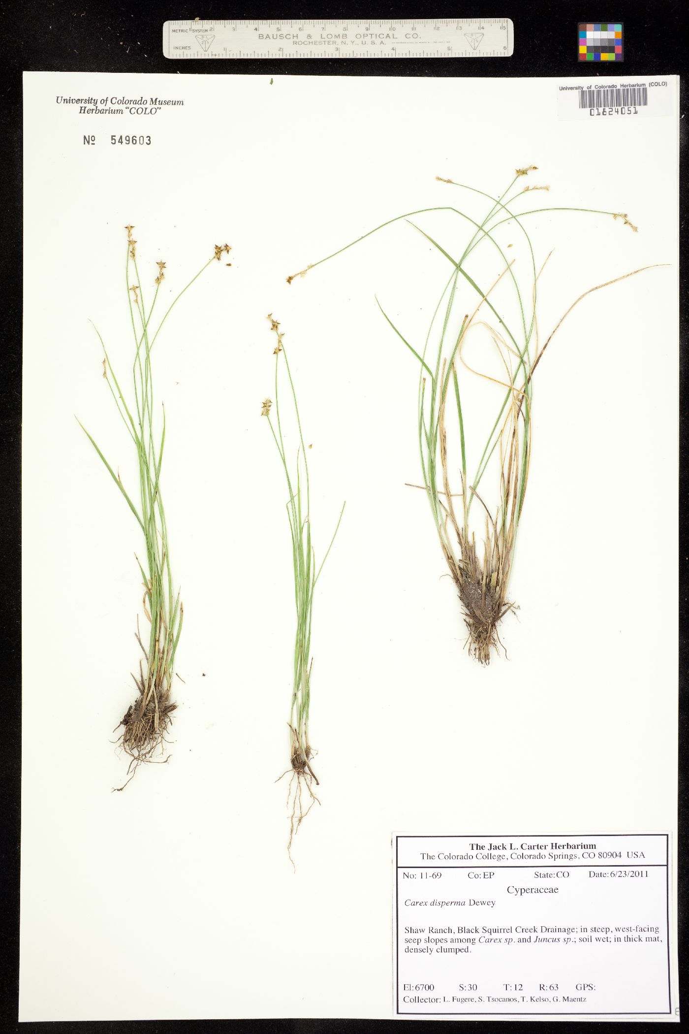 Carex disperma image