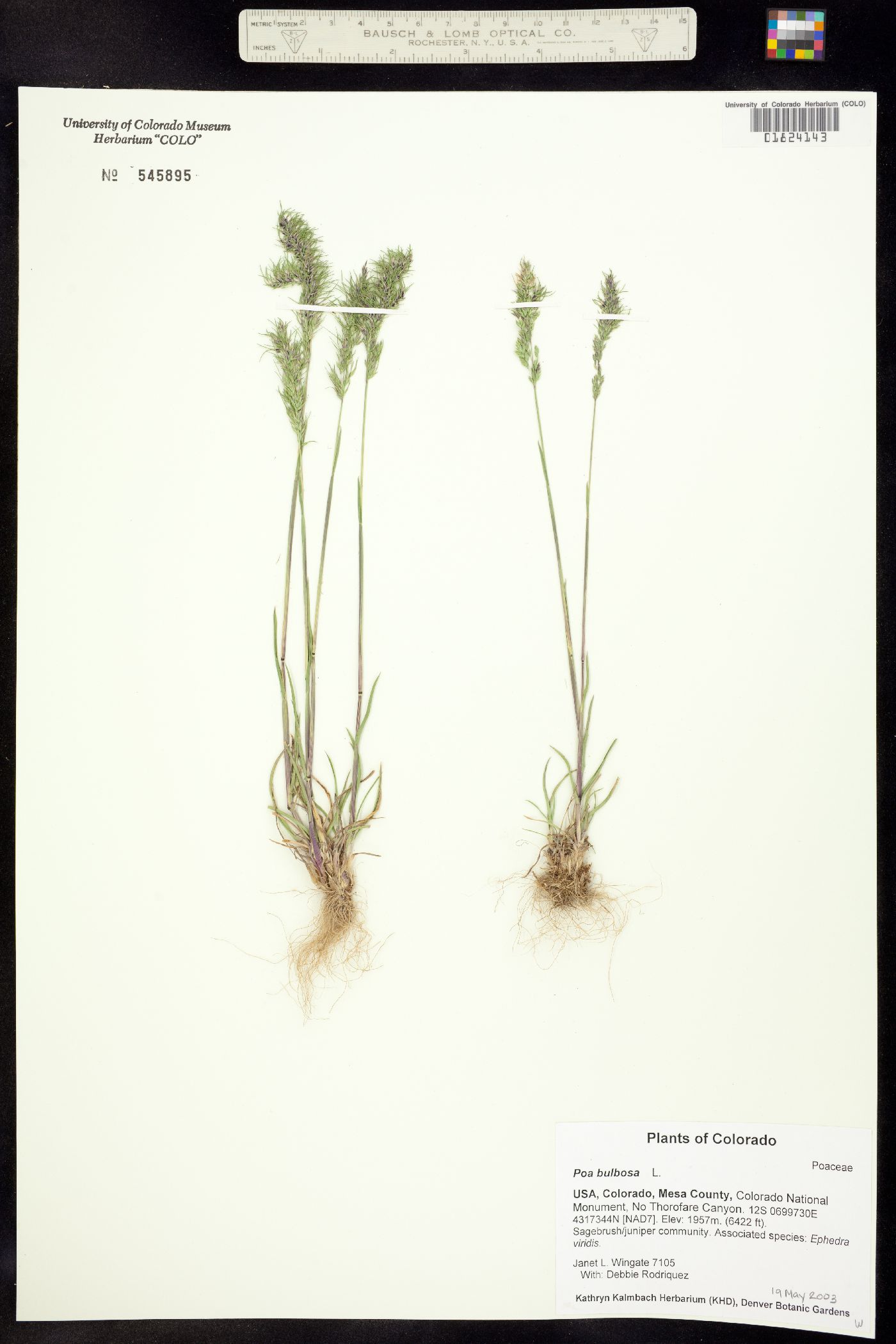 Poa bulbosa image