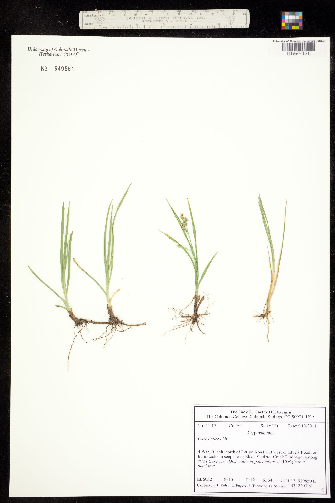 Carex aurea image