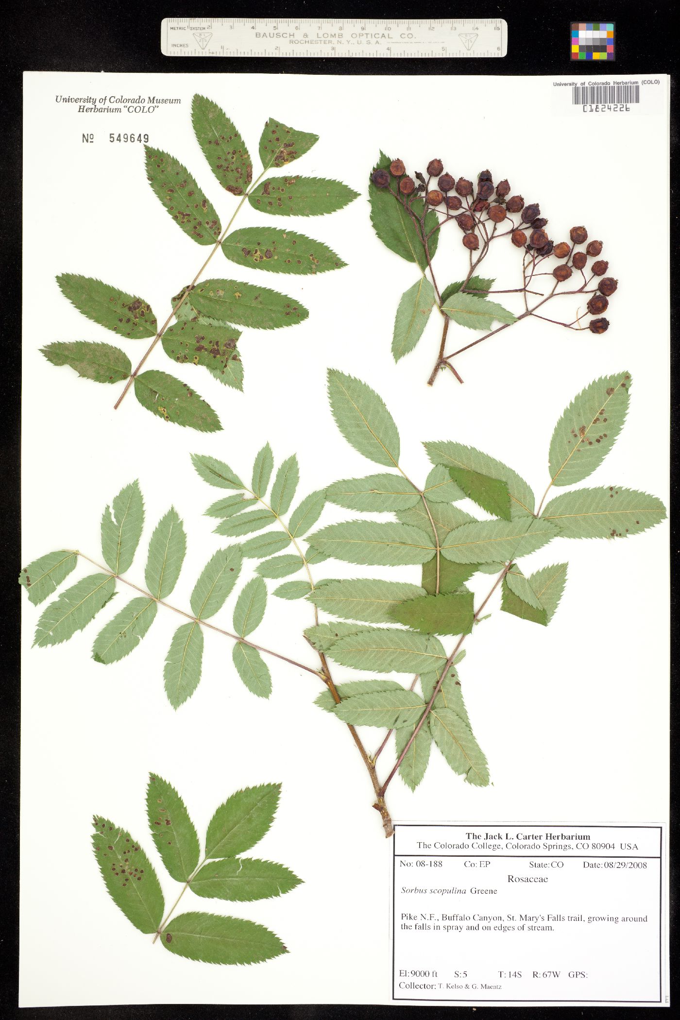 Sorbus scopulina image