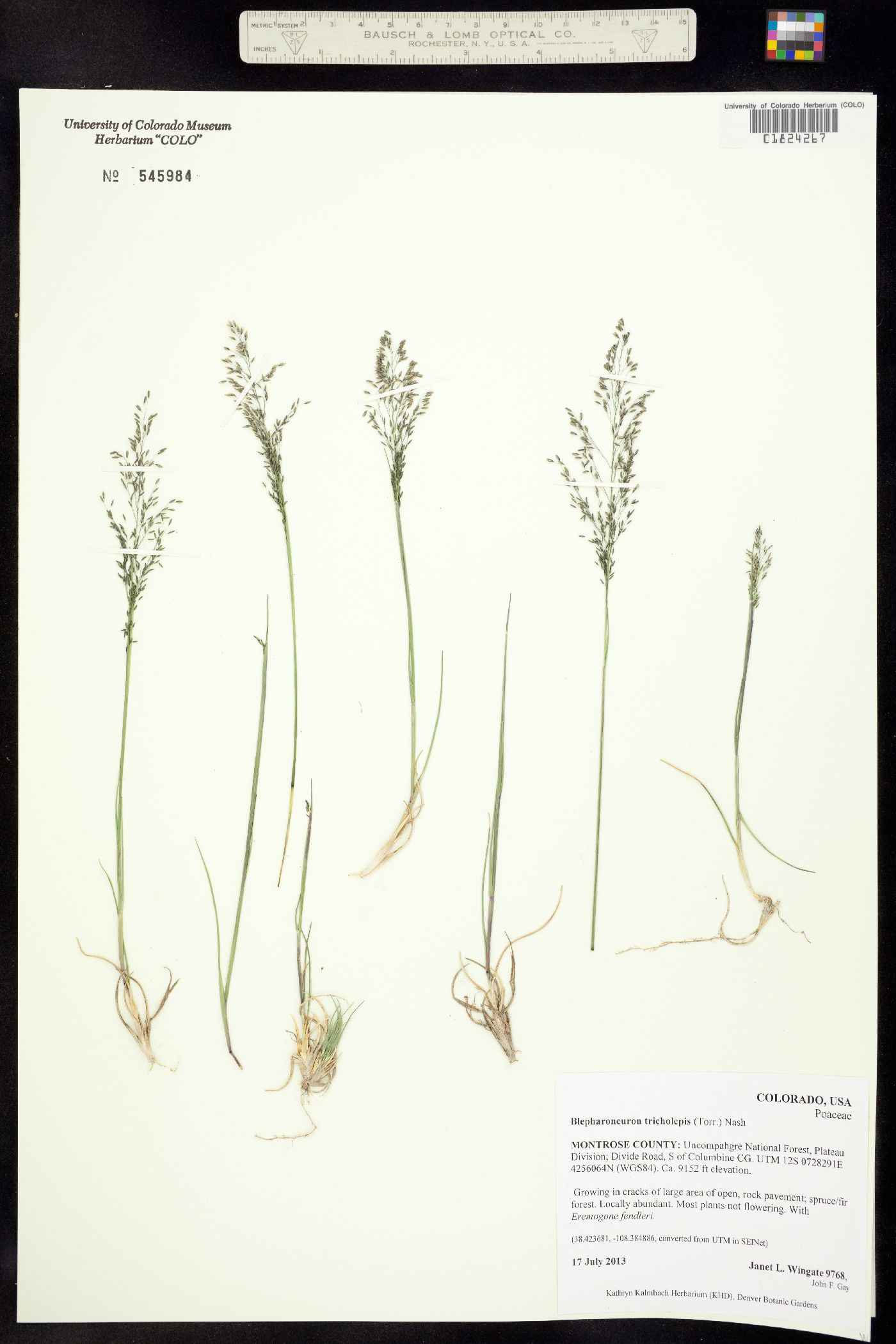 Muhlenbergia tricholepis image