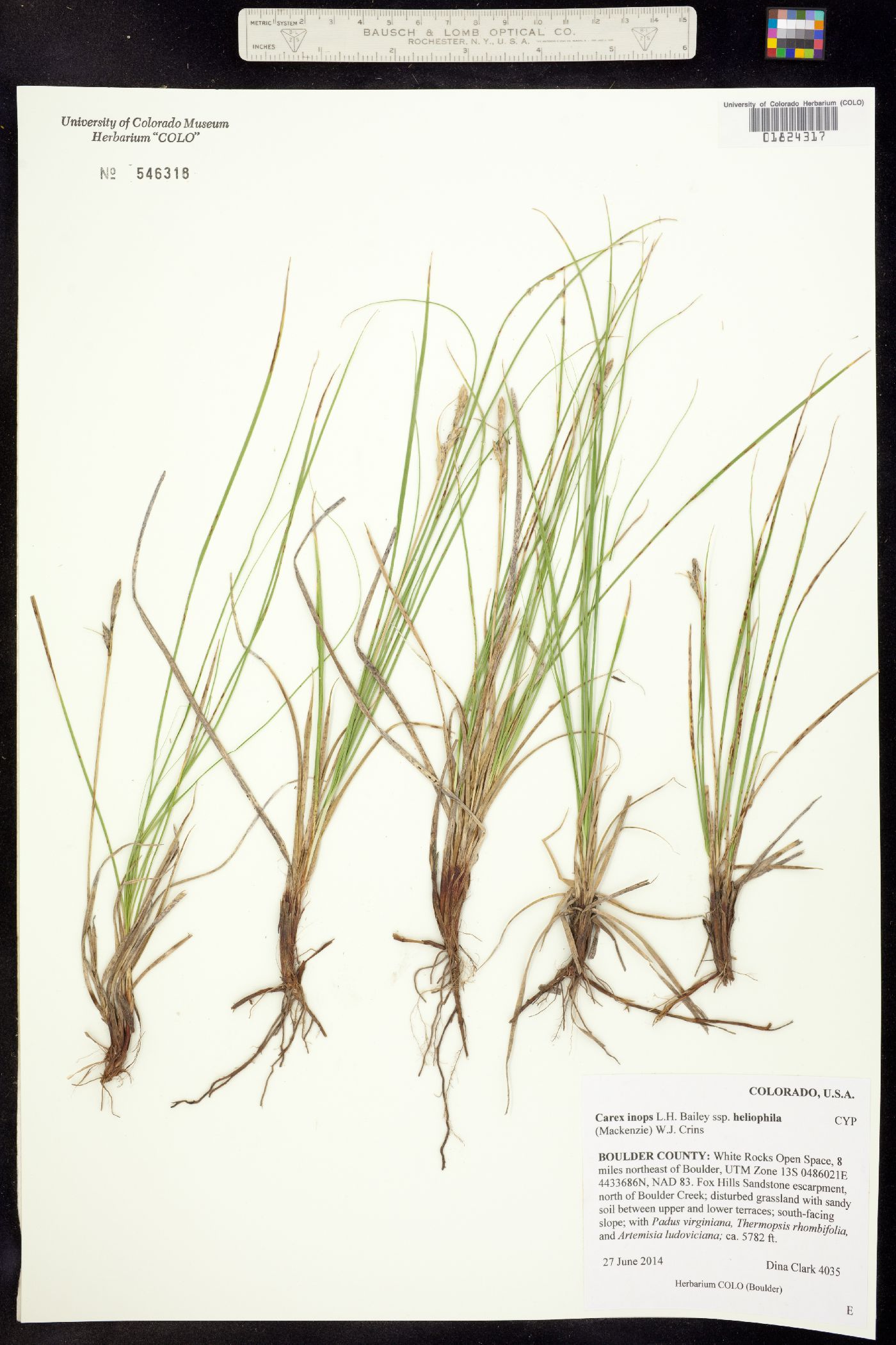 Carex pensylvanica image