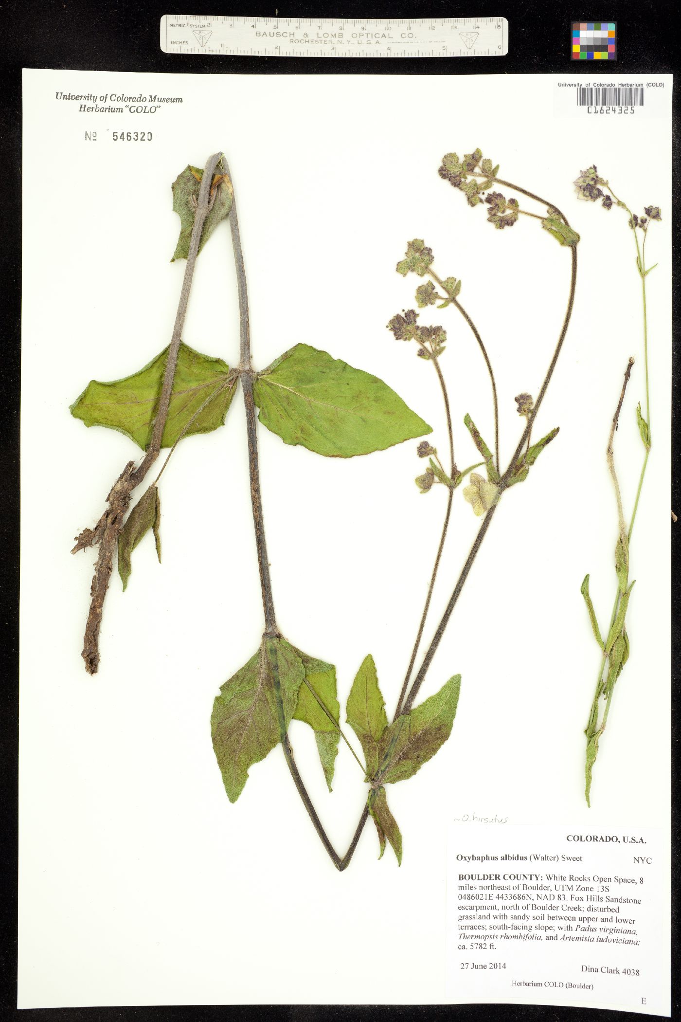 Oxybaphus image