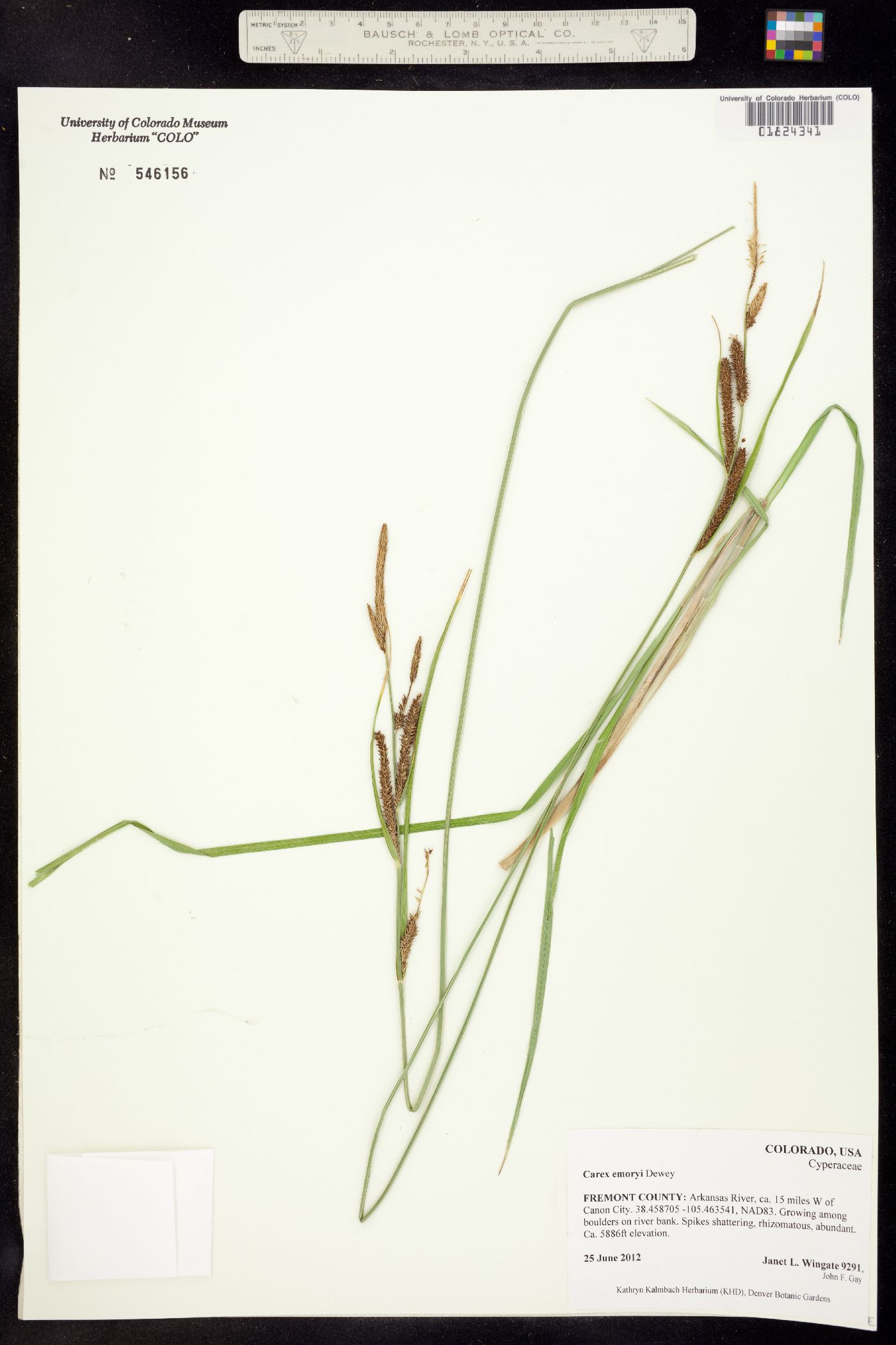 Carex emoryi image