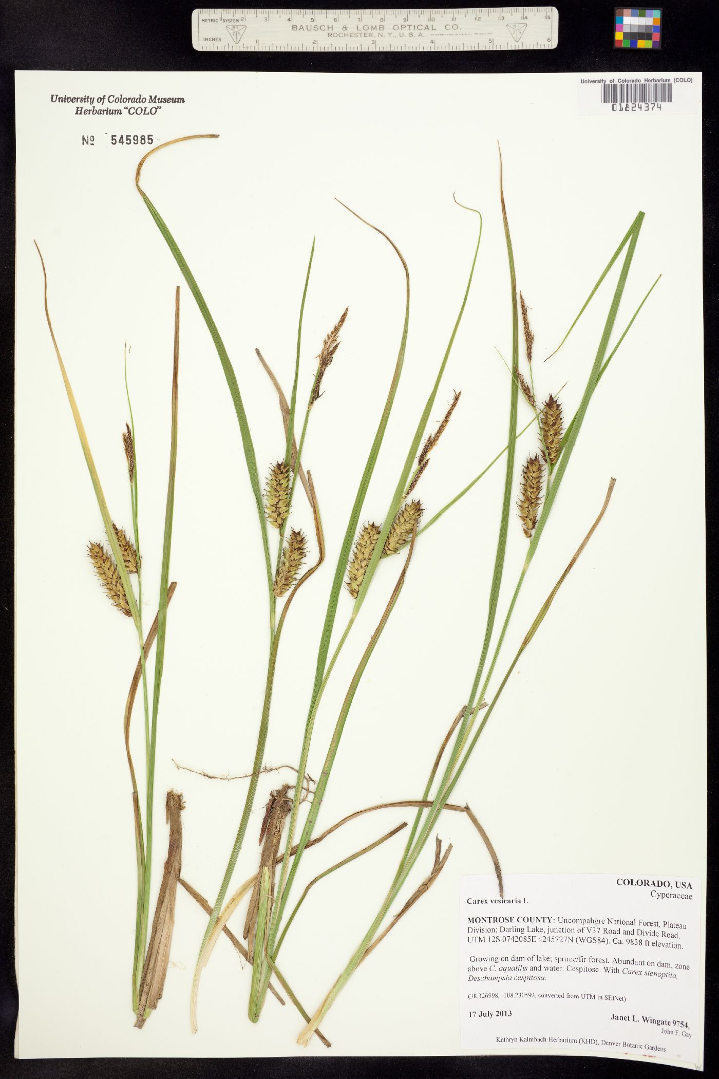 Carex vesicaria image