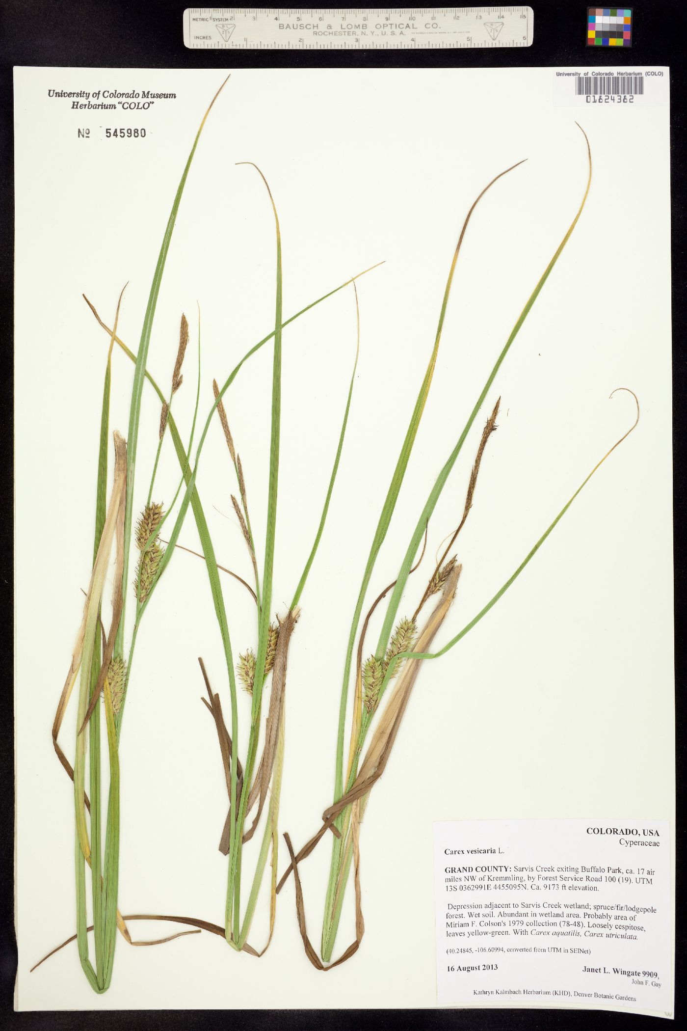 Carex vesicaria image