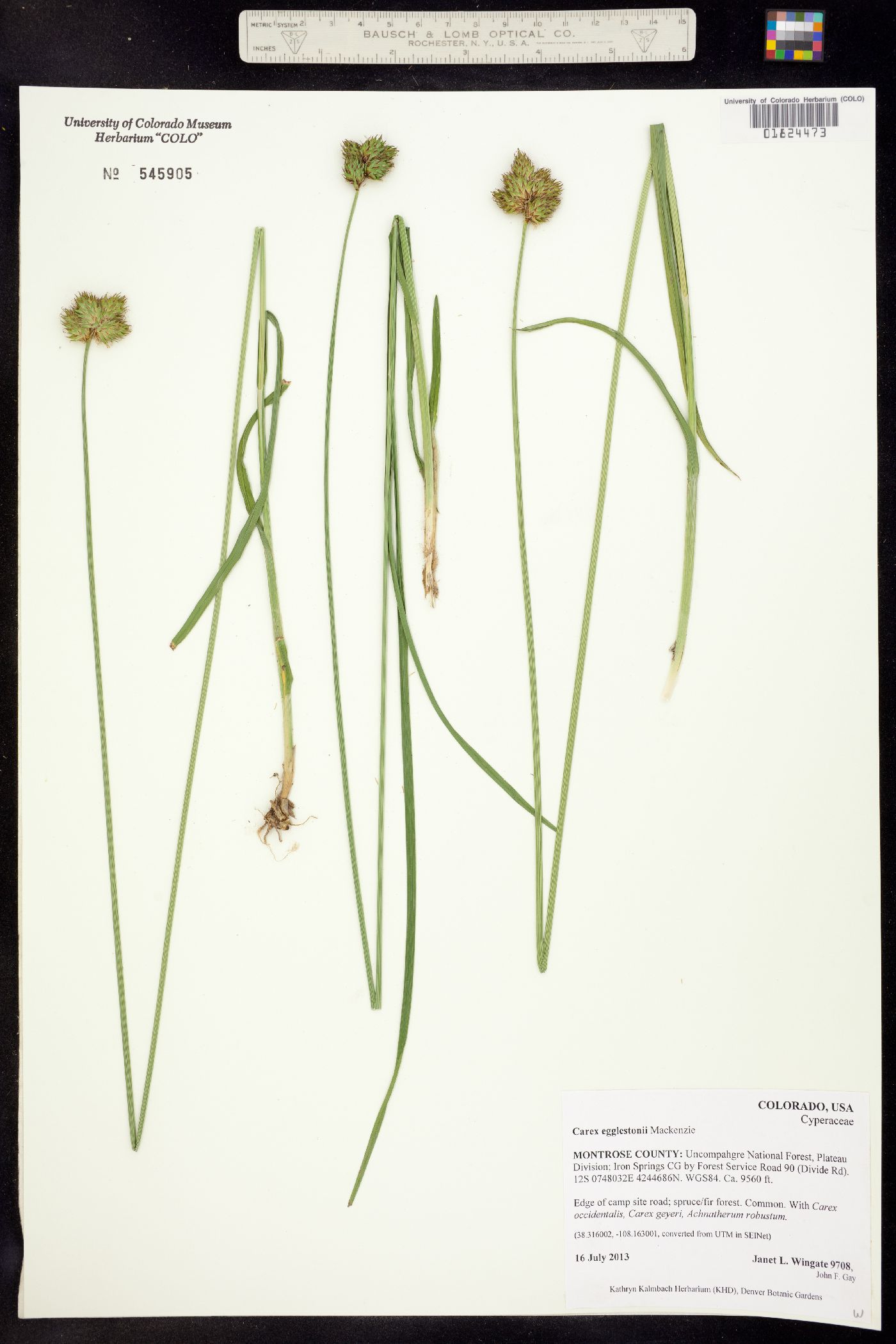 Carex egglestonii image