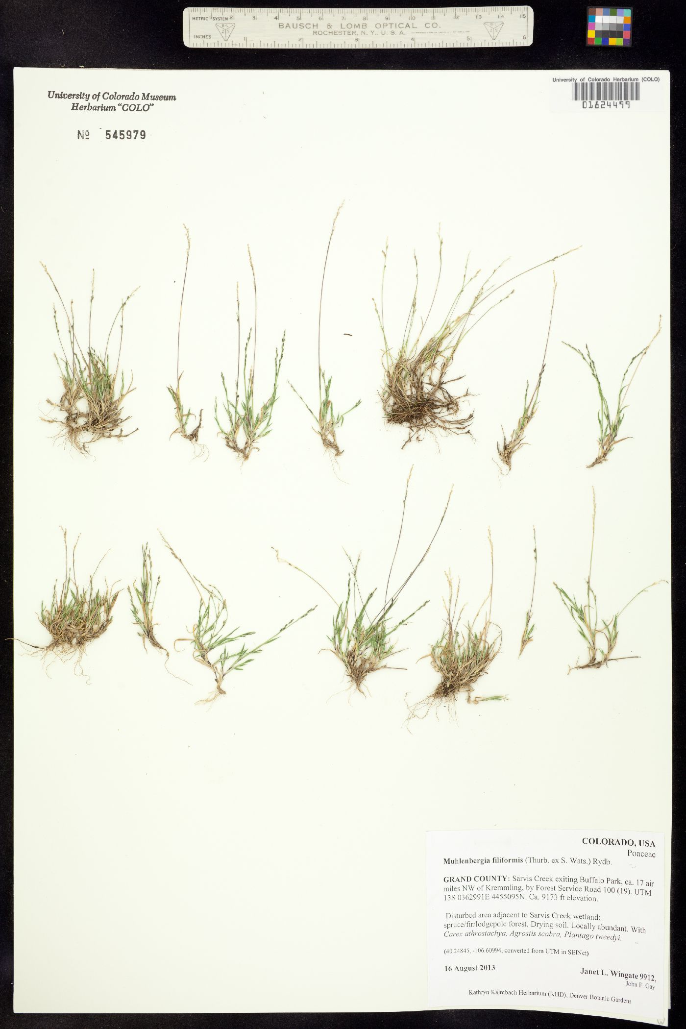 Muhlenbergia filiformis image