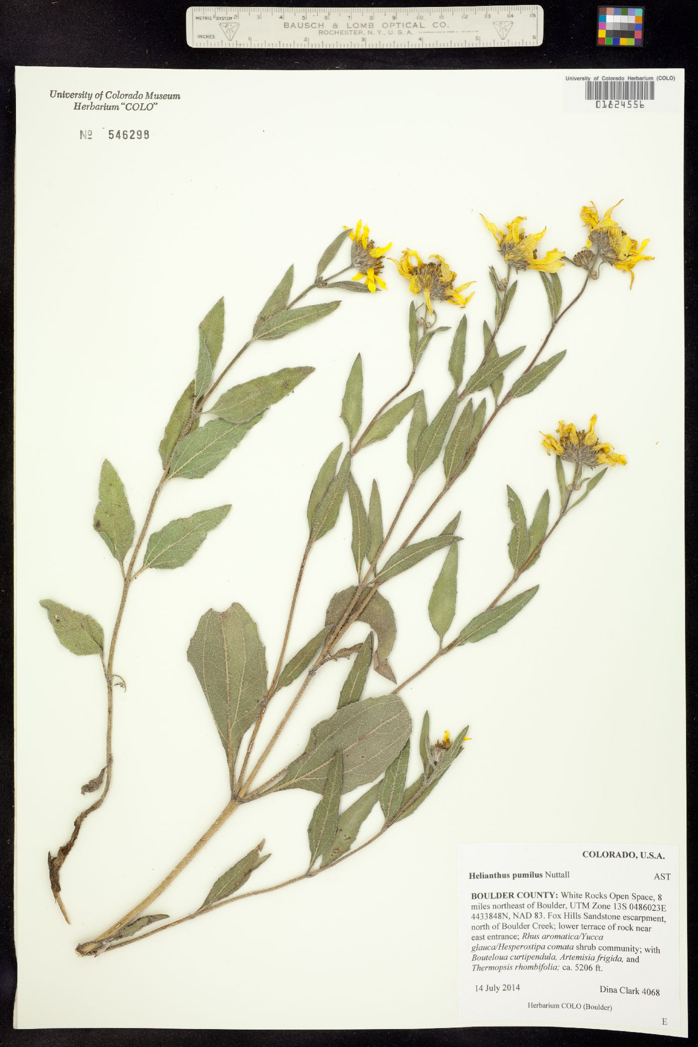 Helianthus pumilus image