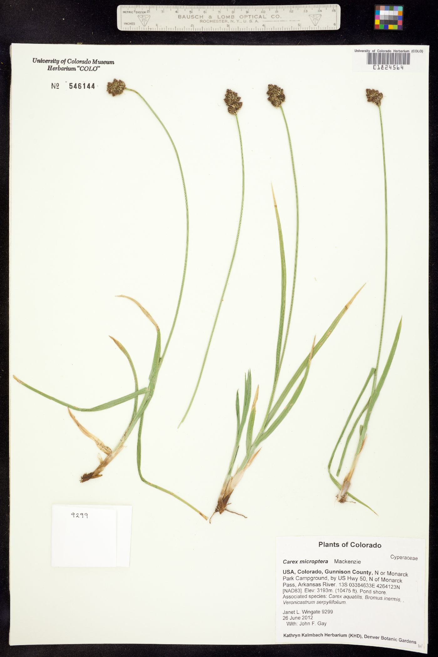 Carex microptera image