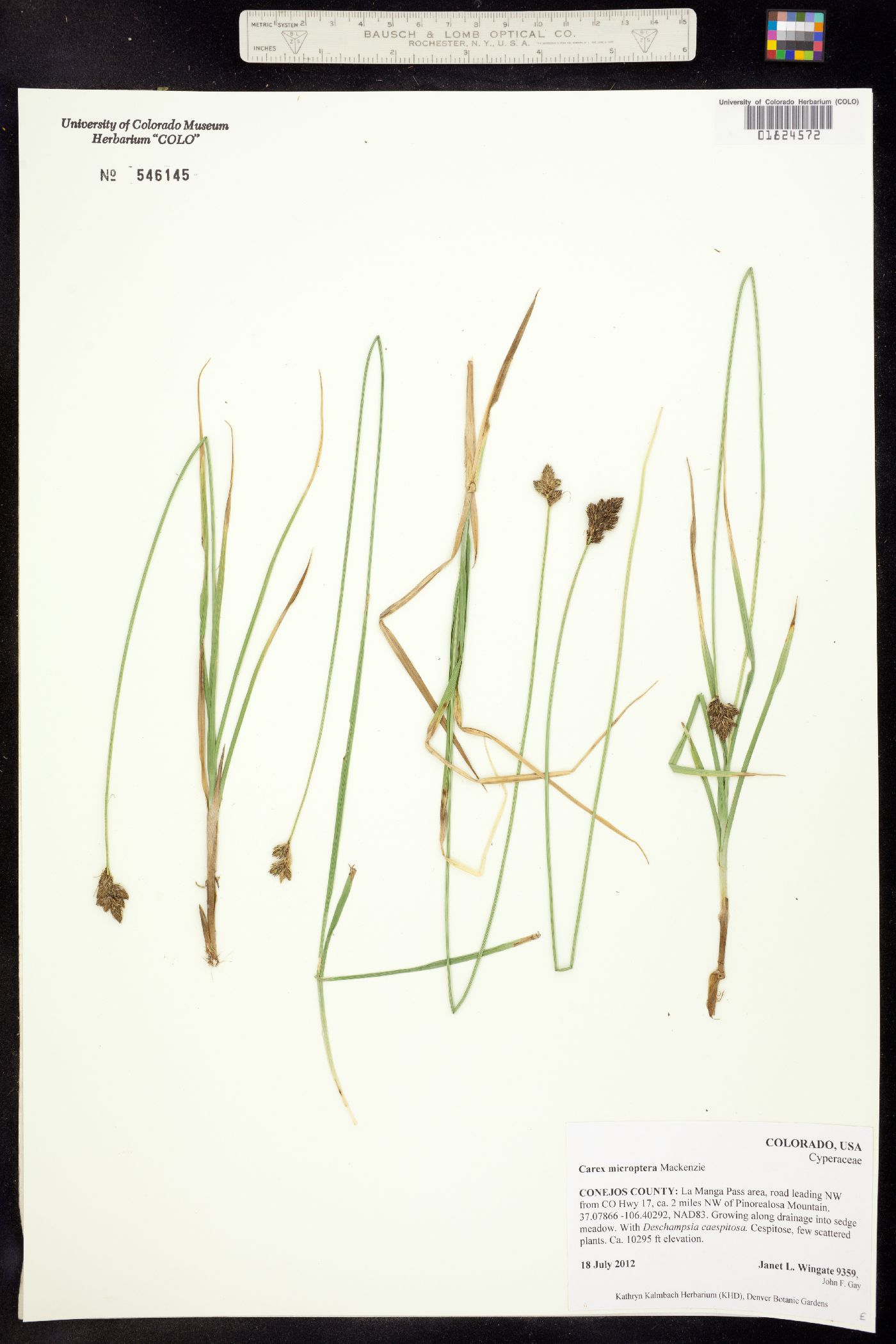 Carex microptera image