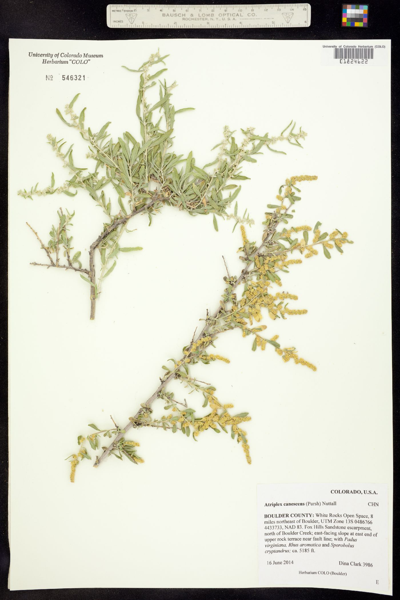 Atriplex canescens image