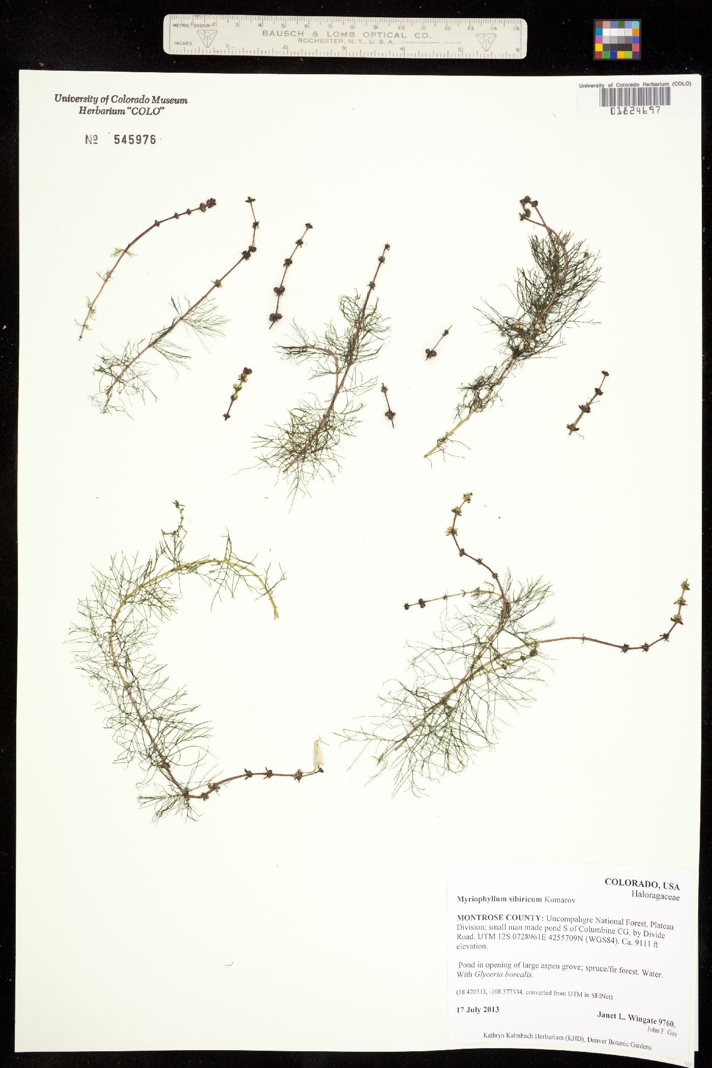 Myriophyllum image