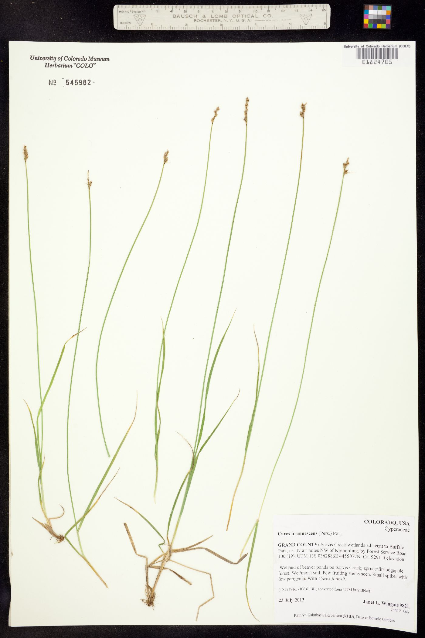 Carex brunnescens image