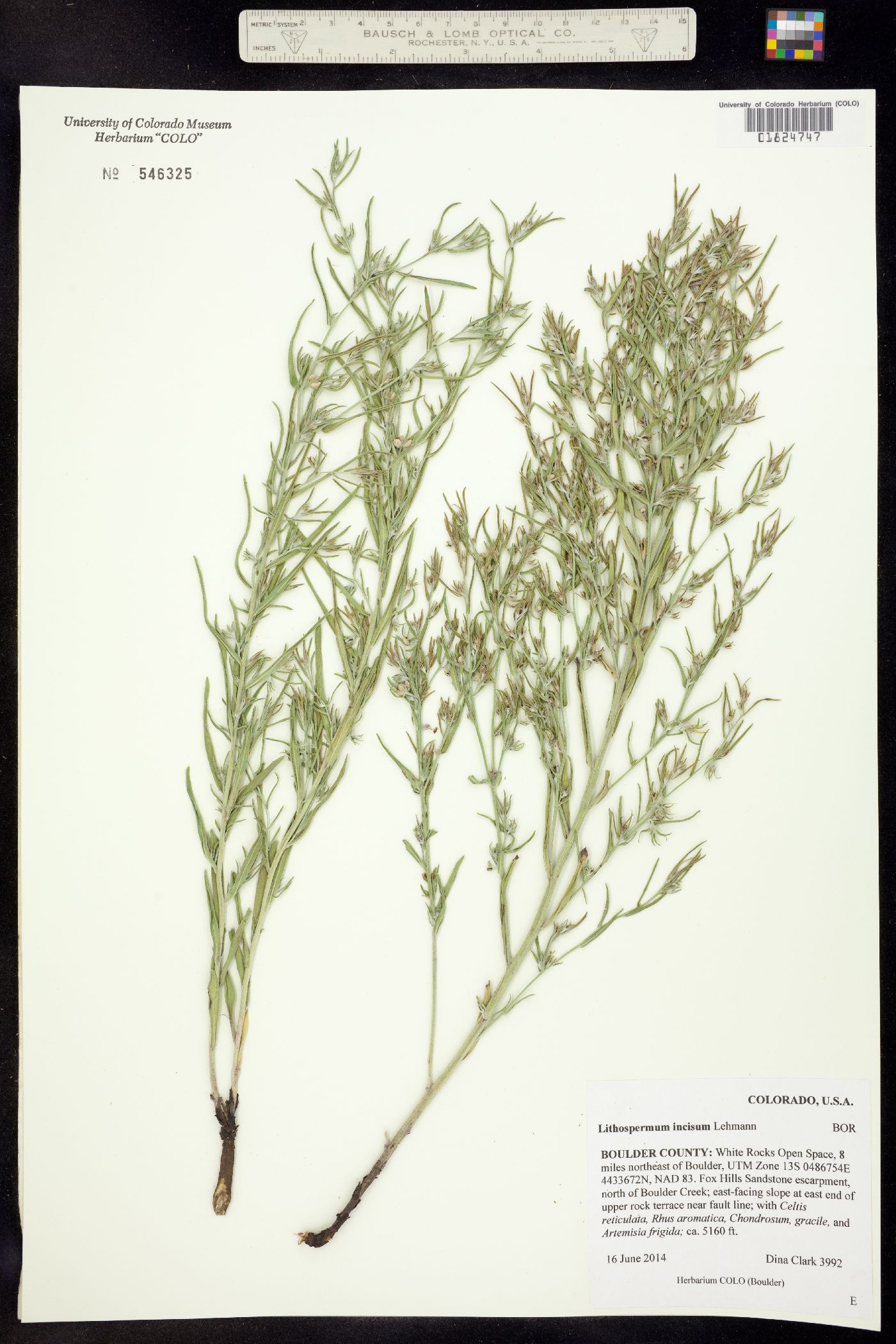 Lithospermum incisum image