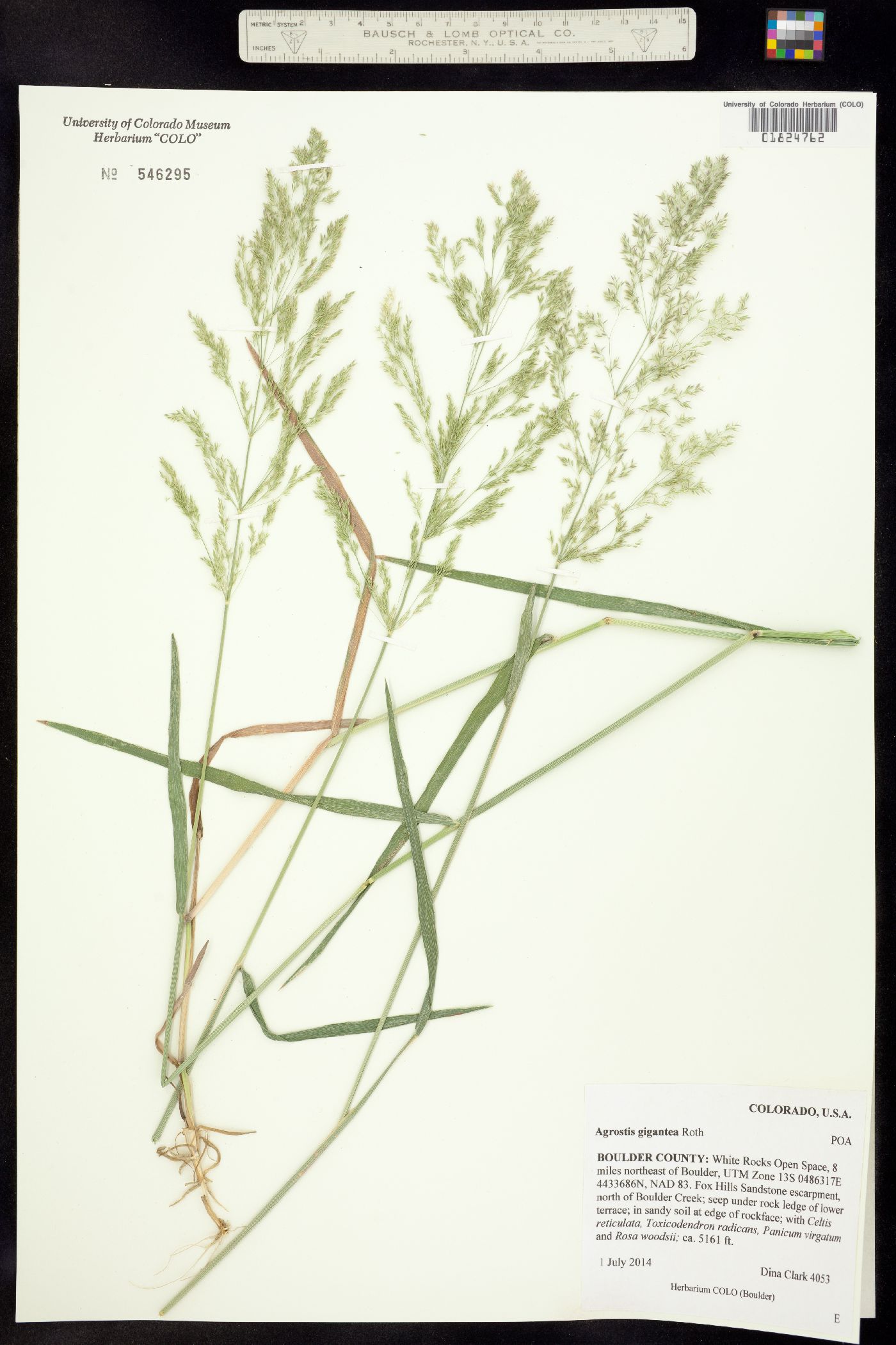 Agrostis gigantea image