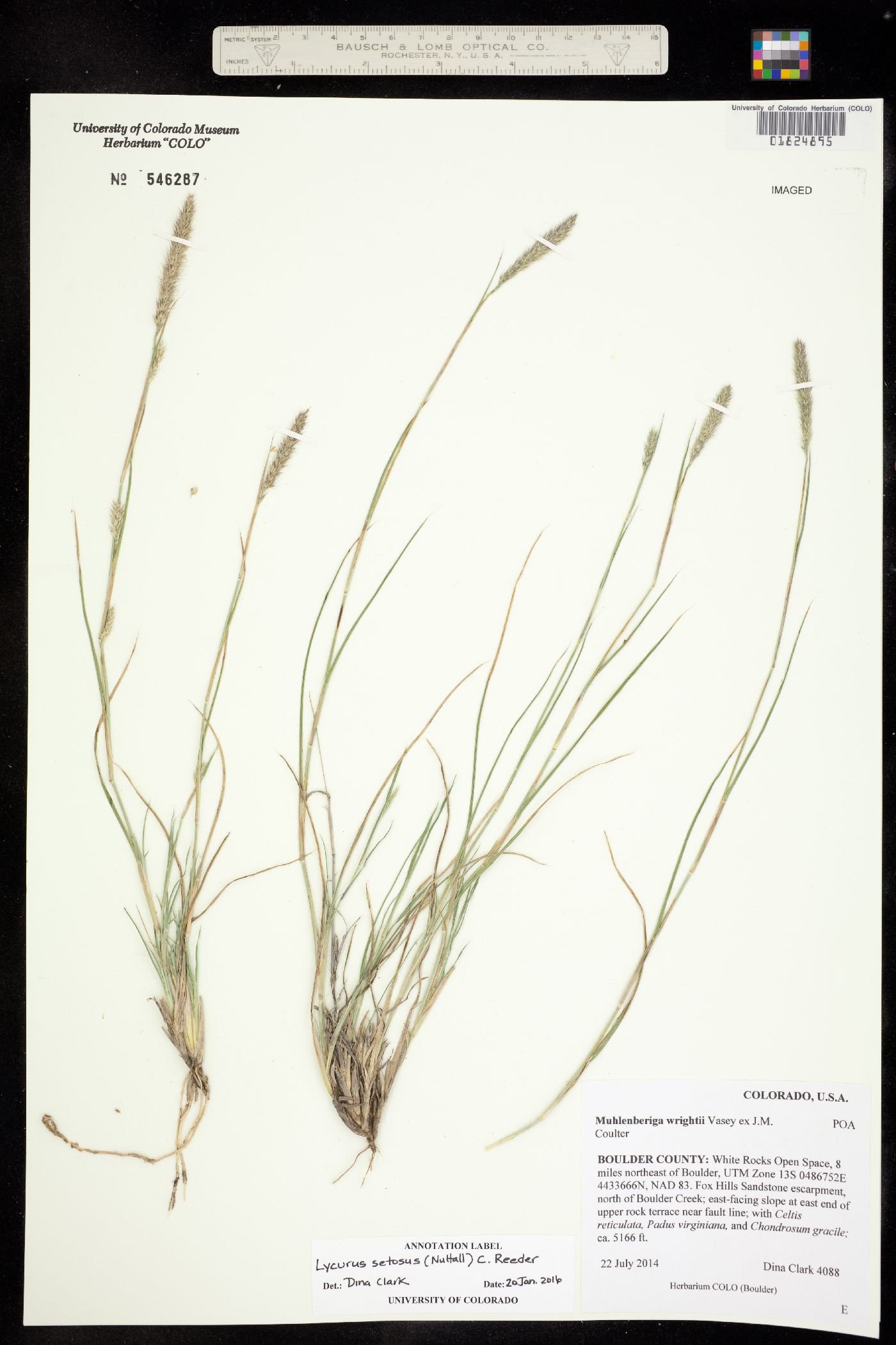 Muhlenbergia alopecuroides image