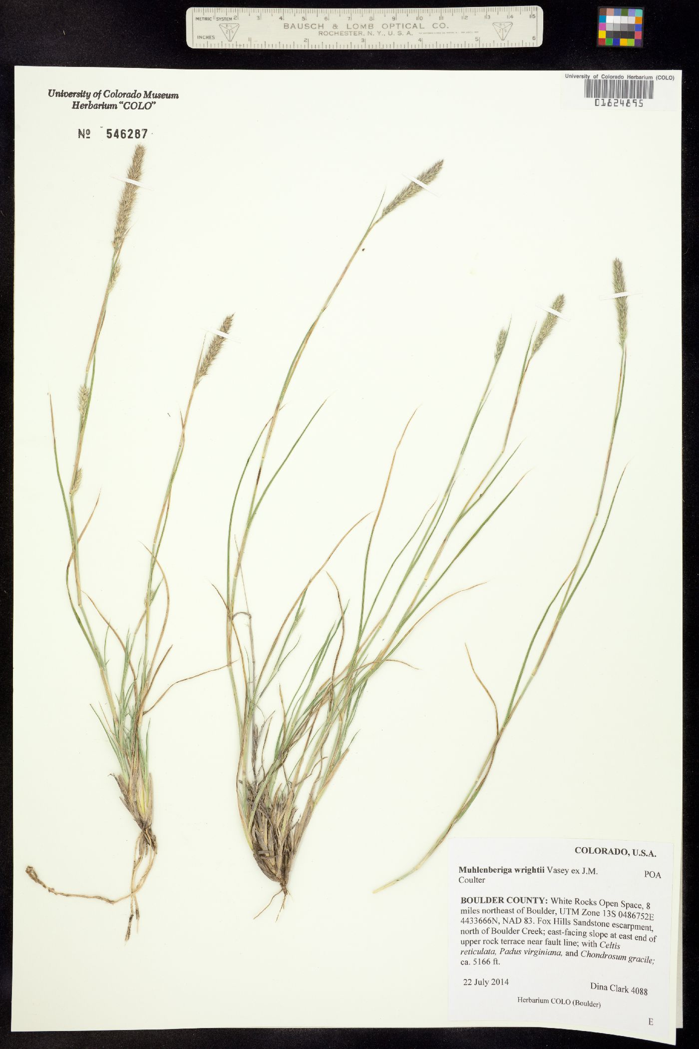 Muhlenbergia alopecuroides image