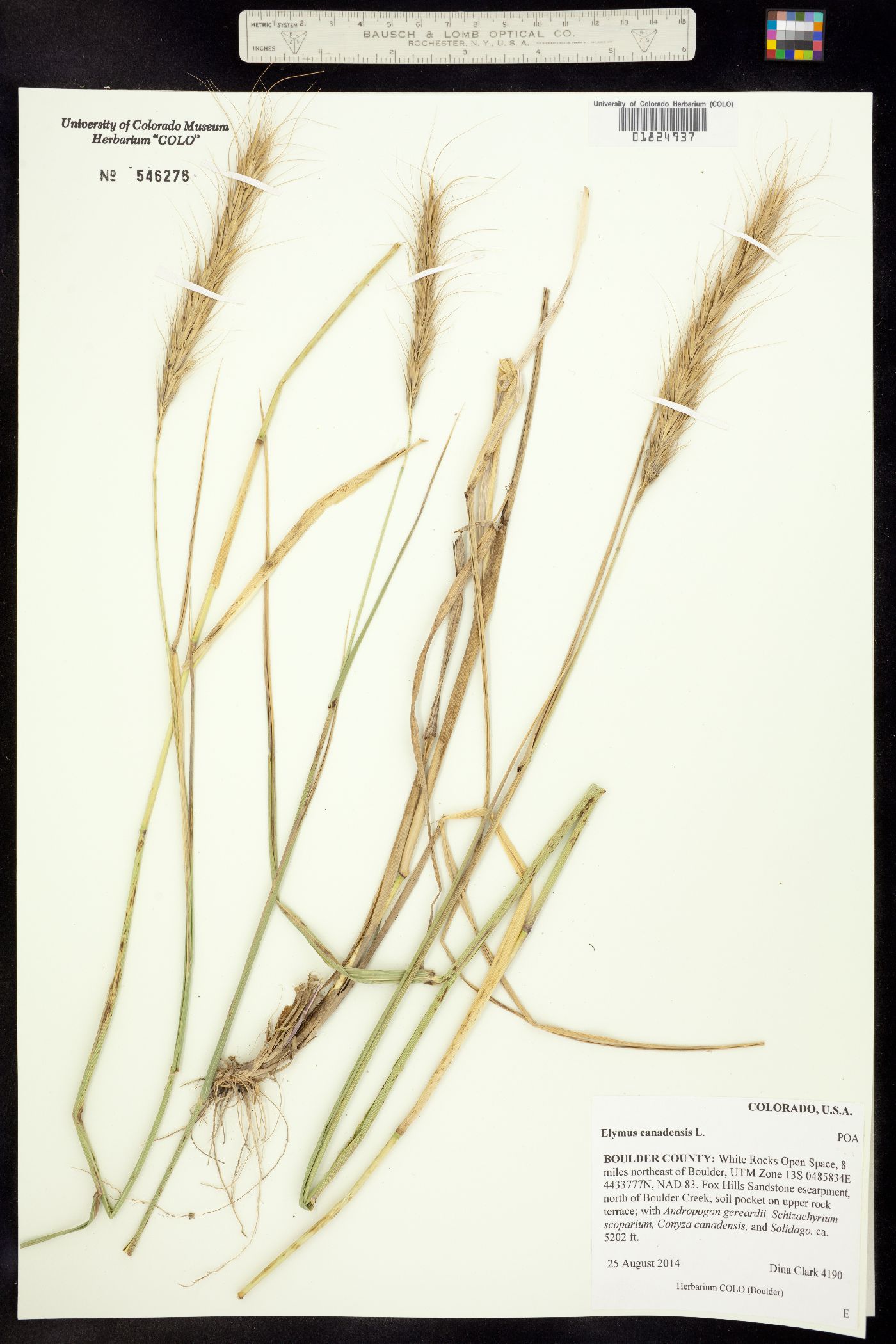 Elymus canadensis image