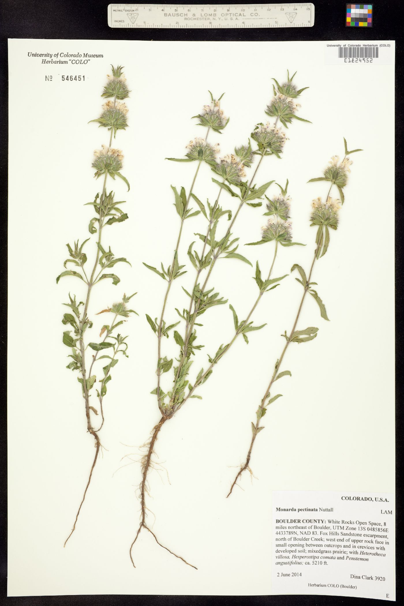 Monarda pectinata image