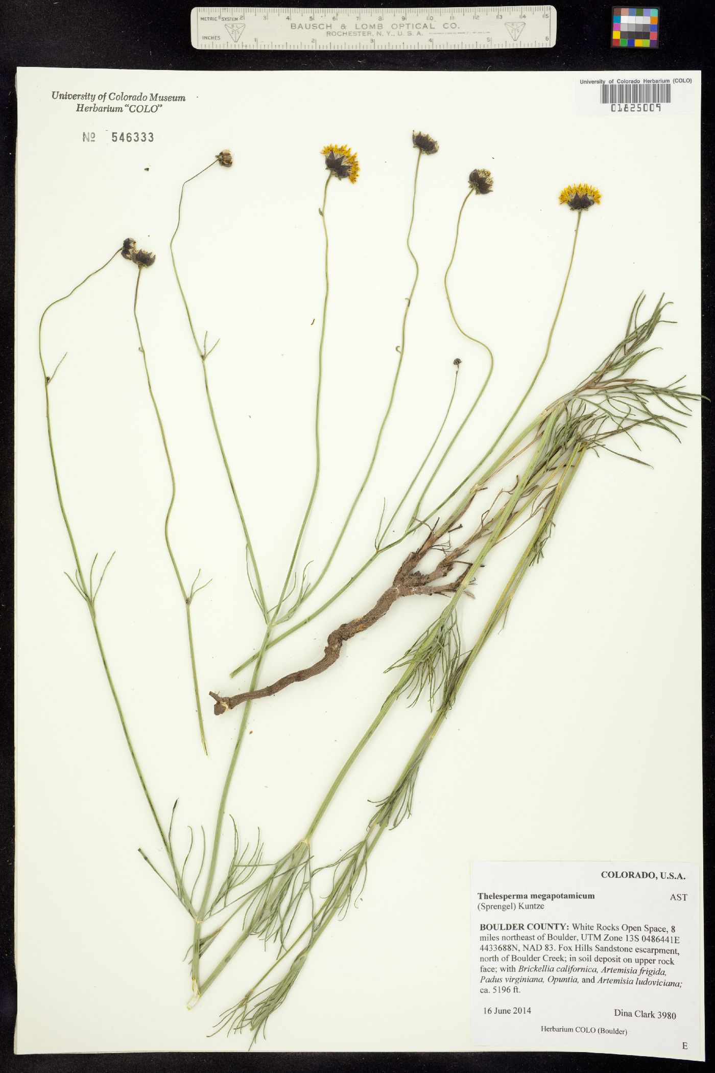 Thelesperma megapotamicum image