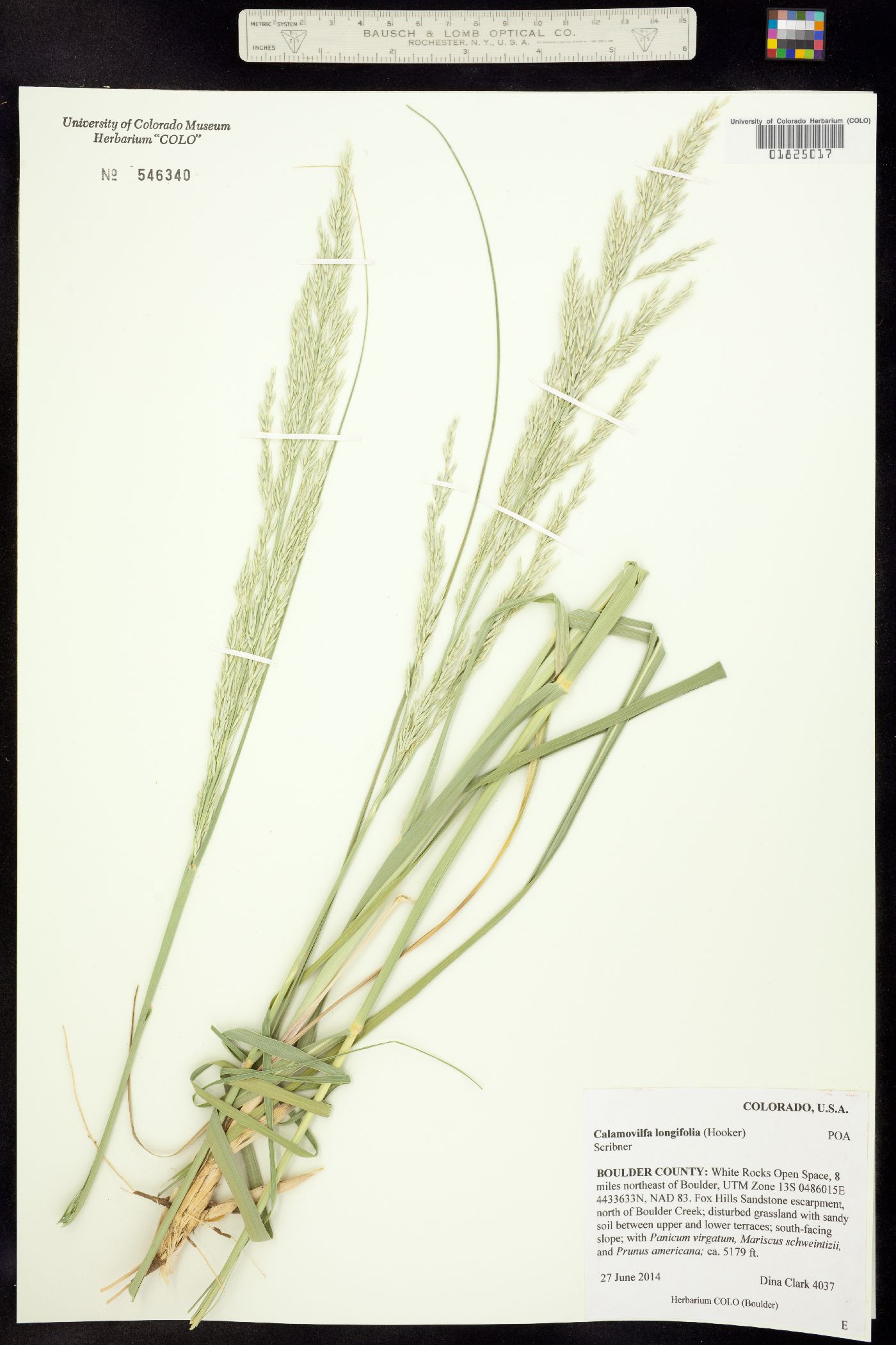 Calamovilfa longifolia image