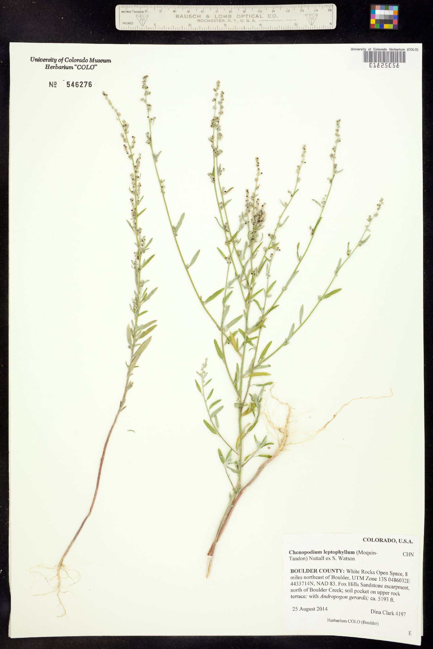 Chenopodium leptophyllum image