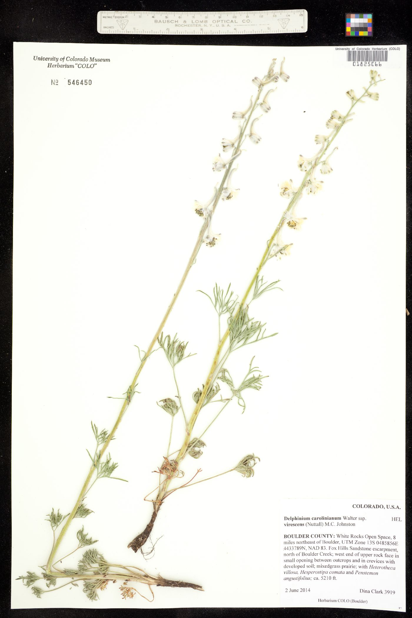 Delphinium carolinianum ssp. virescens image